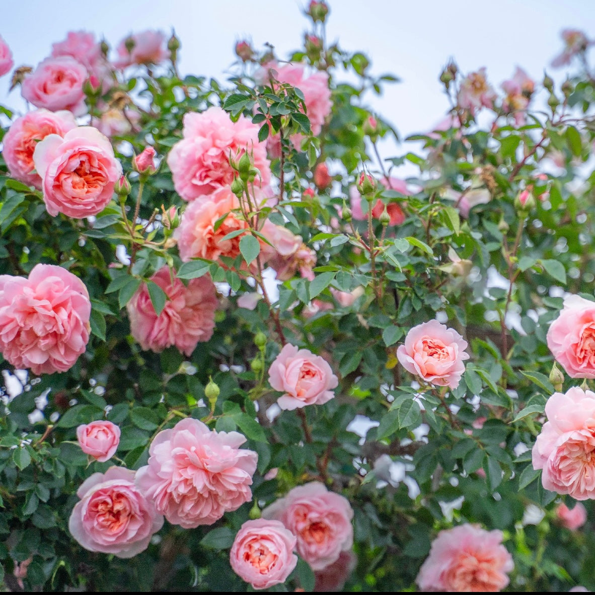 Colette™ Bare Root Climbing Rose