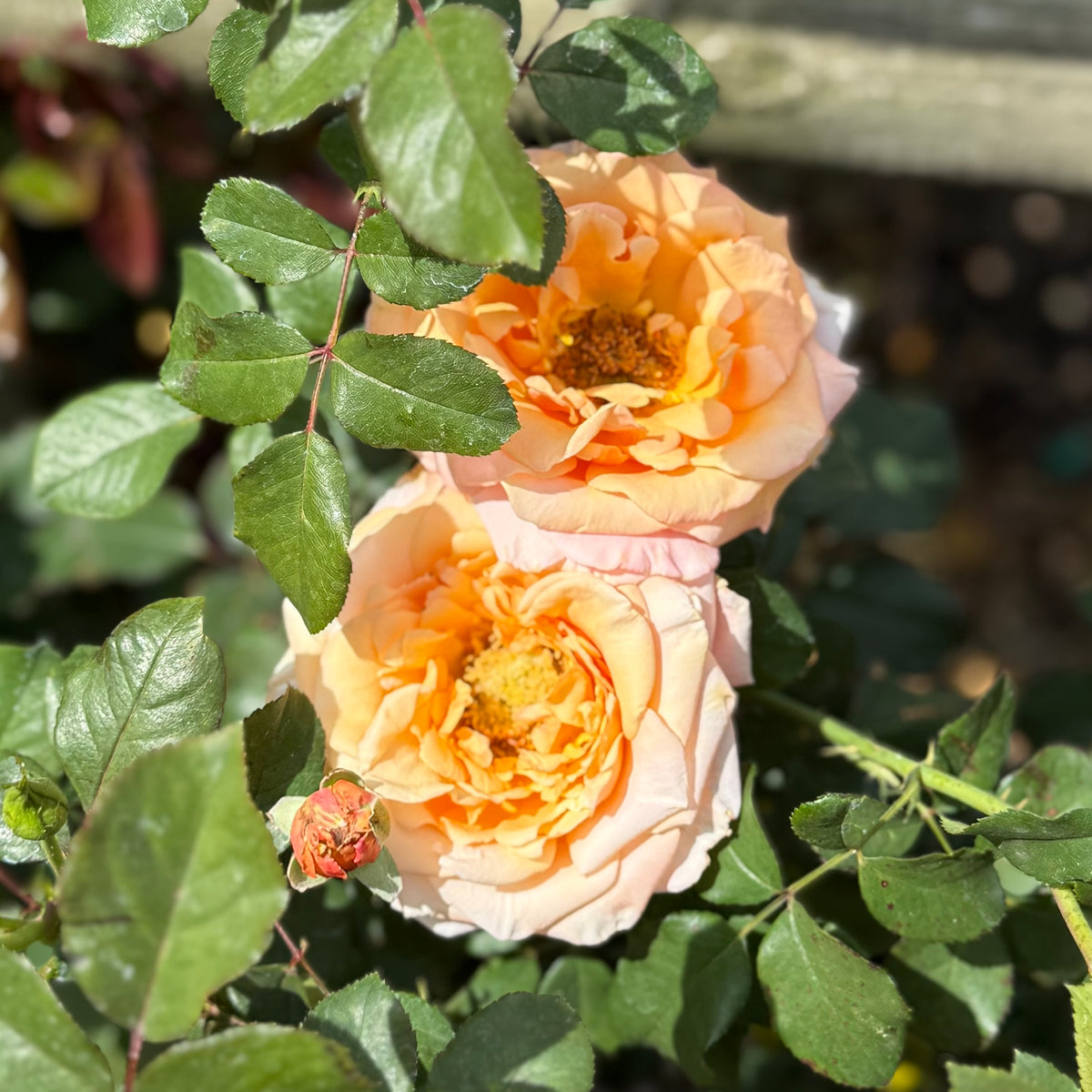 Singing in the Rain Rose Bush