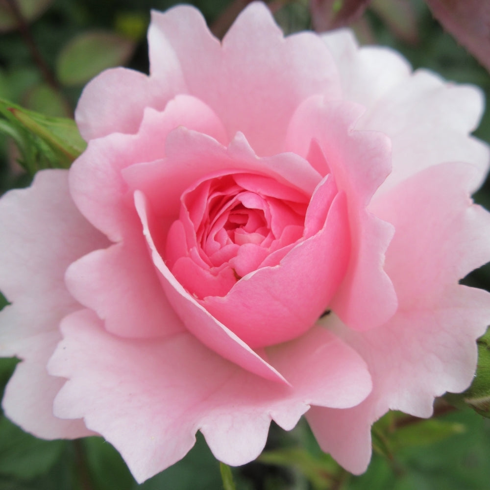 Bonica® Potted Rose Bush
