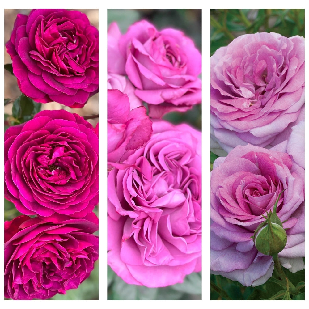 The Invitation to Hartfield® Garden Color Stories™ Bundle of 3 Bare Root Roses