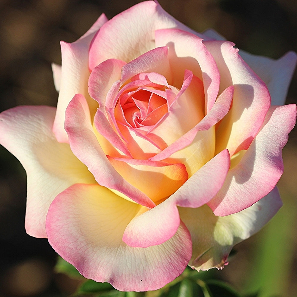 Peace Bare Root Rose Bush