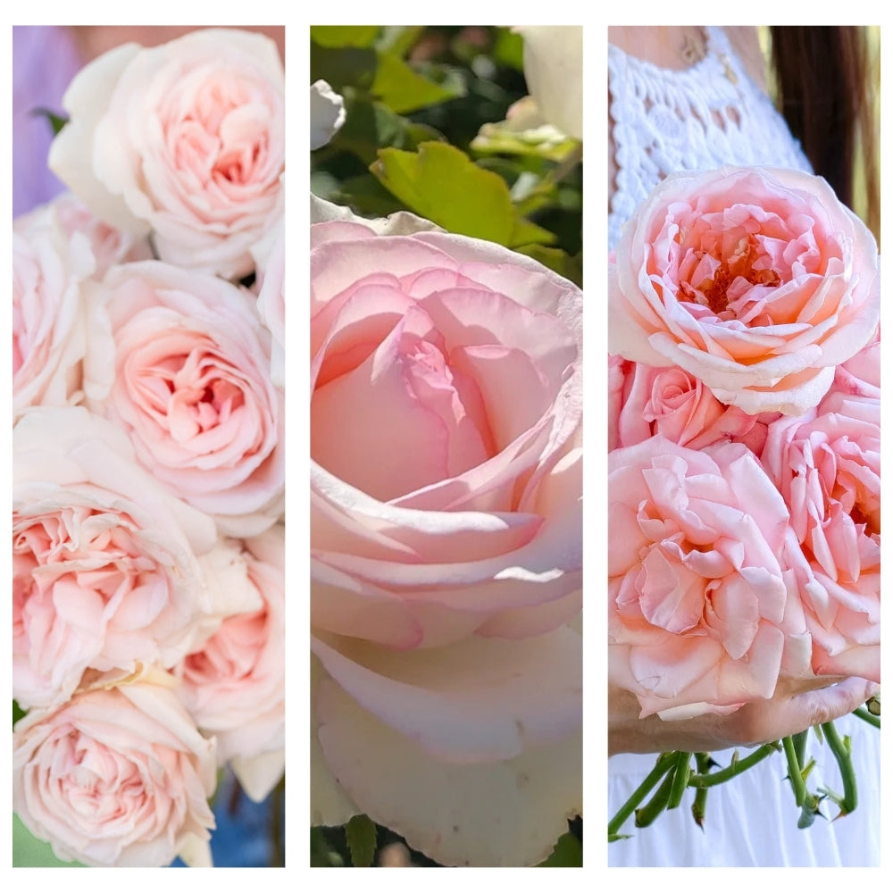 Portrait of Miss Woodhouse® Garden Color Stories™ Bundle of 3 Bare Root Roses