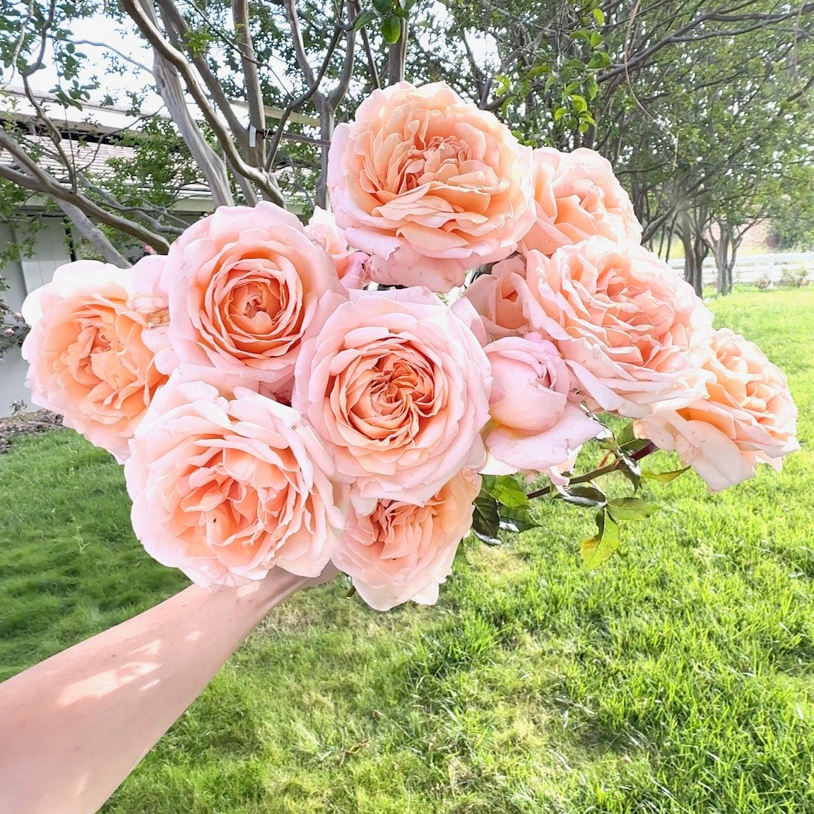 Parfuma® Sunrise (a.k.a. Sespe Sunrise) Potted Rose Bush