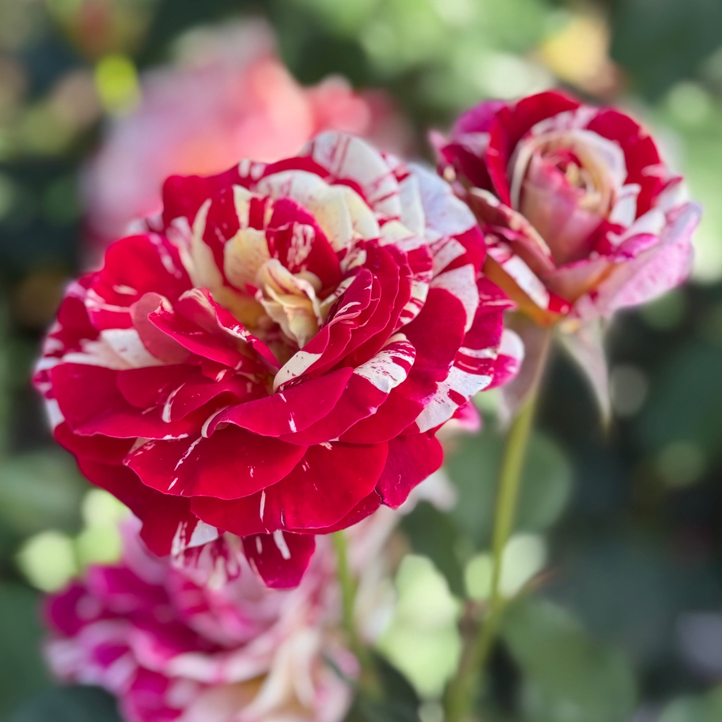 George Burns Potted Rose Bush