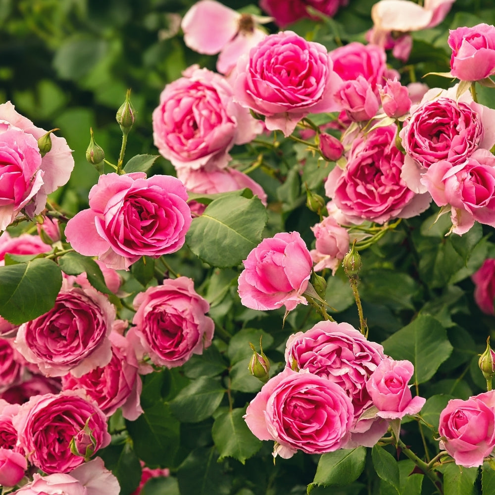 Eden Climber® Pretty in Pink Bare Root Climbing Rose