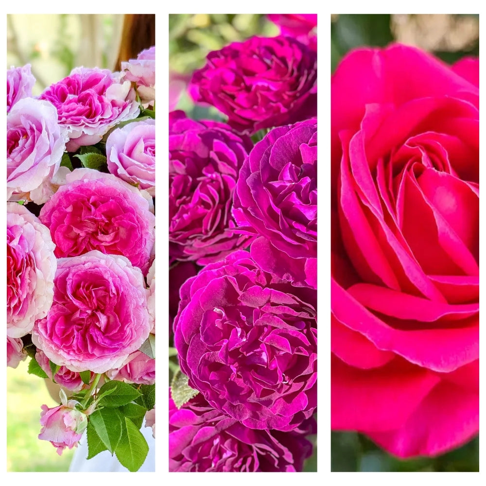 The Laughter at Longbourn® Garden Color Stories™ Bundle of 3 Bare Root Roses
