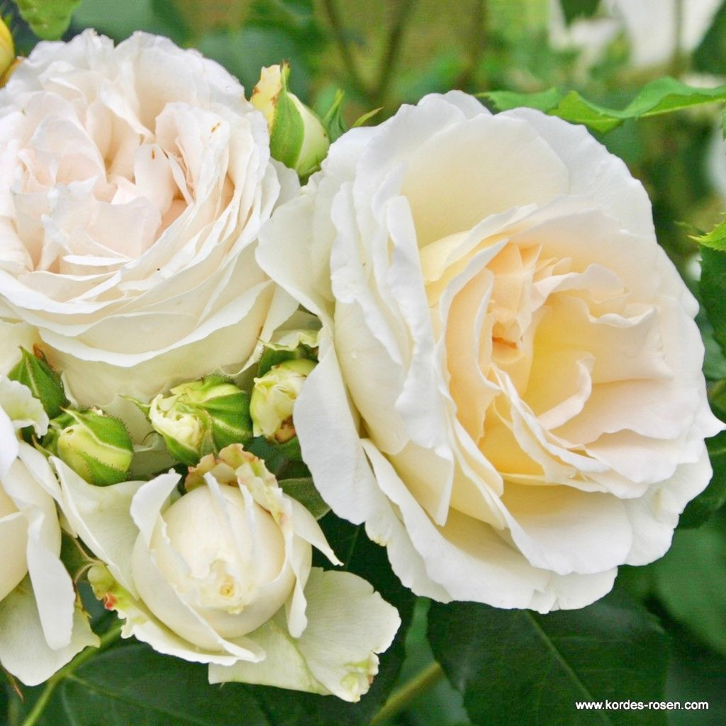Fairytale Roses® Kosmos® Bare Root Rose Bush