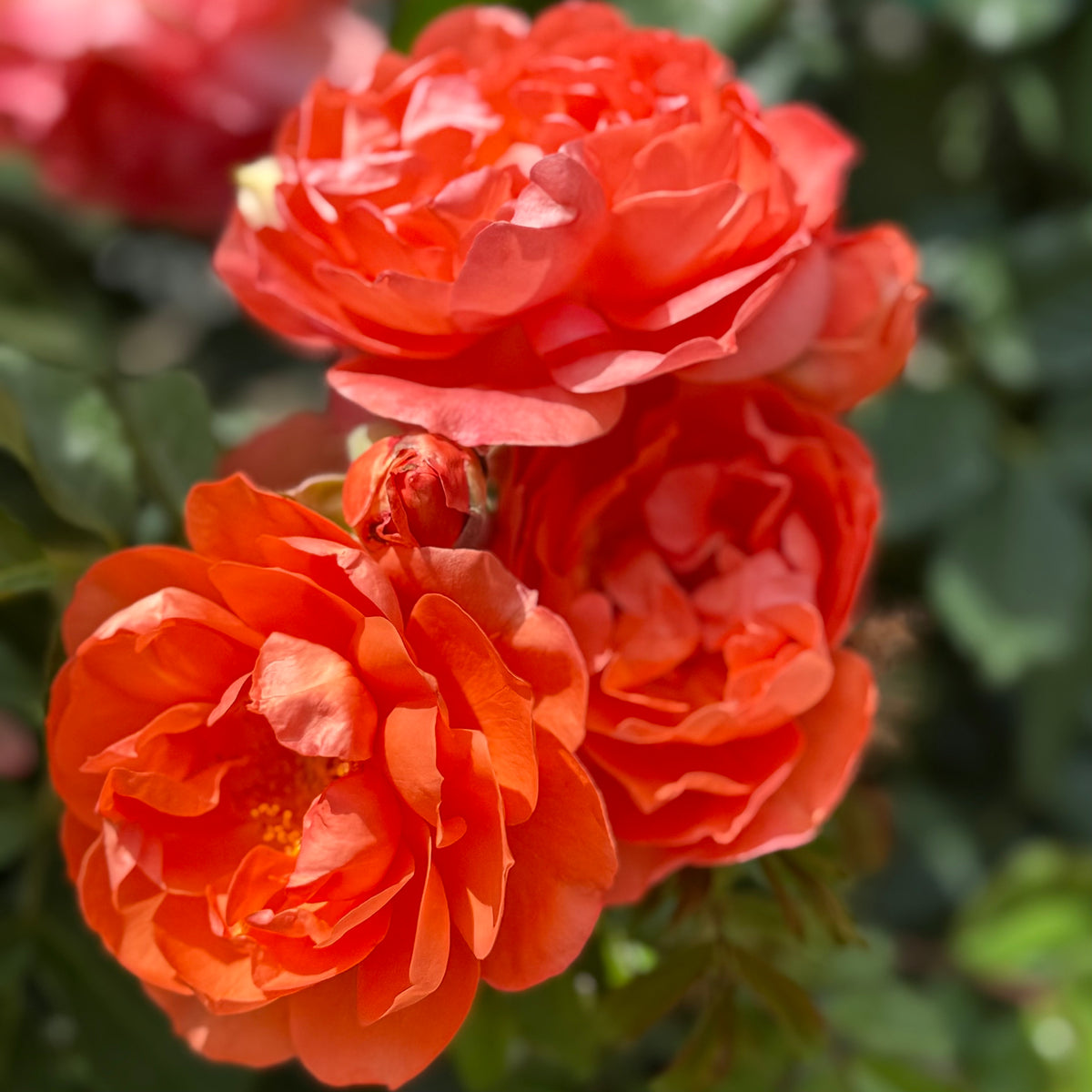 Above All™ Bare Root Climbing Rose Bush