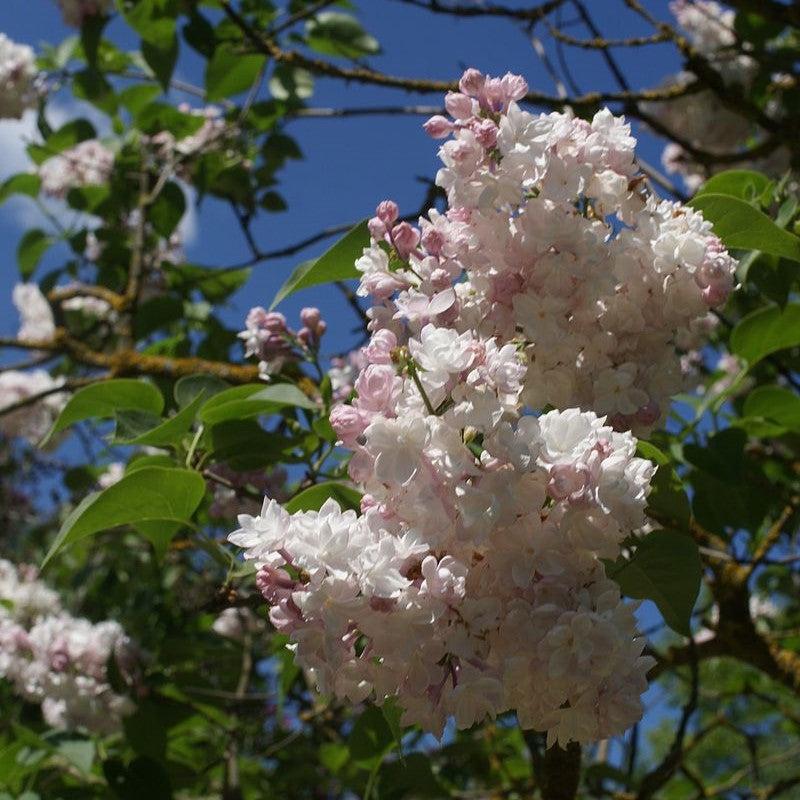 Lilac Beauty Of Moscow Potted Lilac Bush