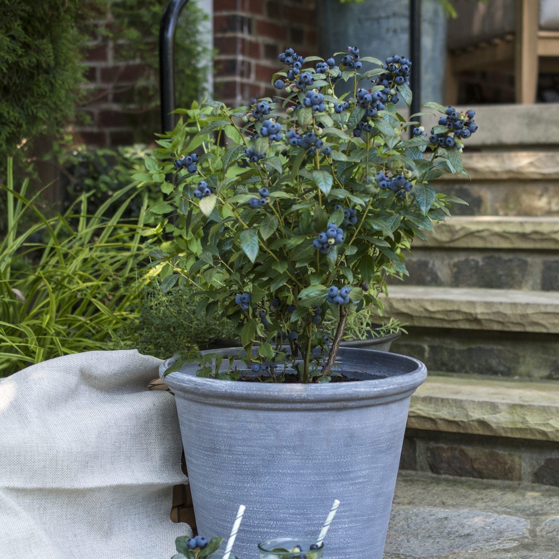 Blueberry Bushel and BerryĀ® PerpetuaĀ® Two-Crop Potted Blueberry Plant