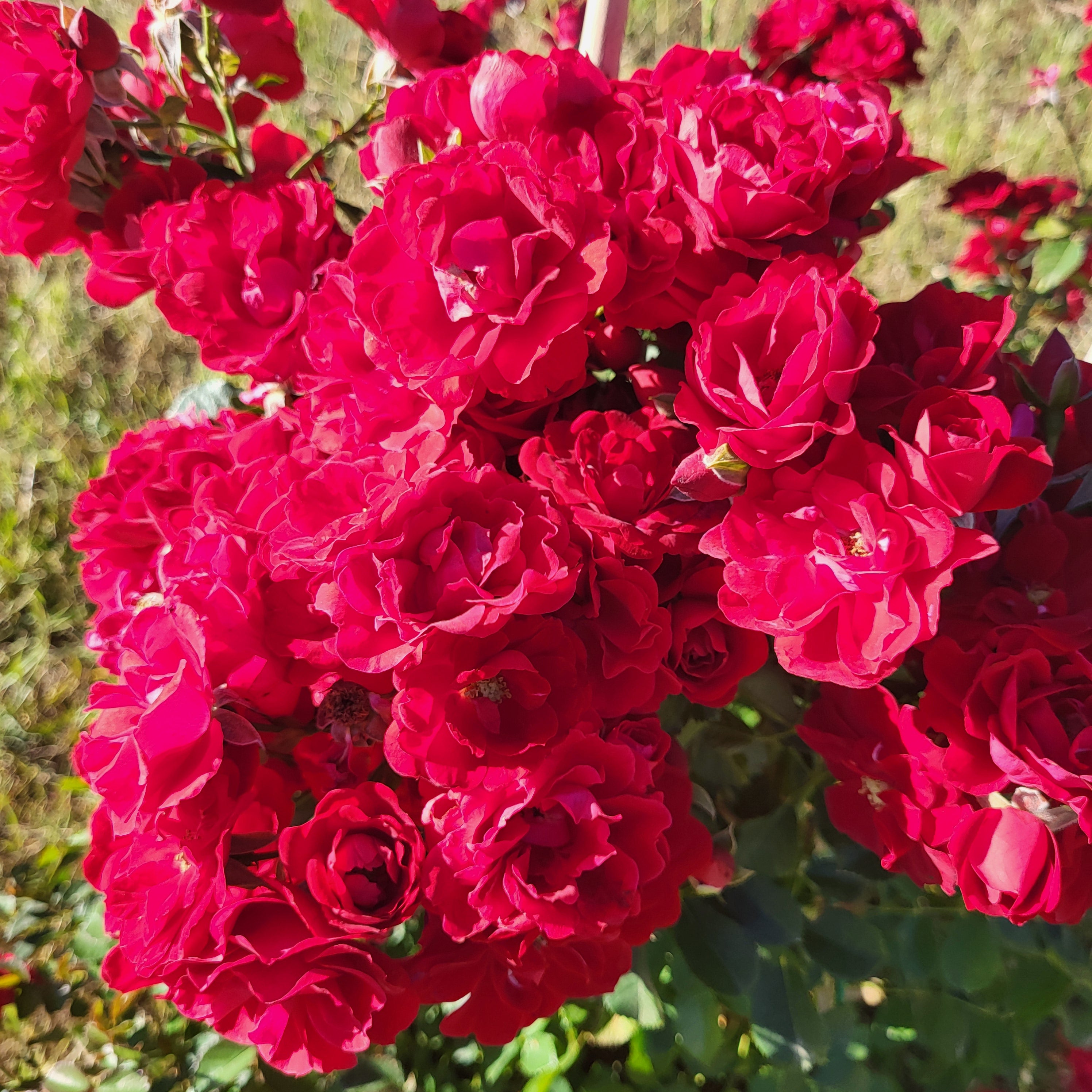 Cherry Frost™ Bare Root Climbing Rose