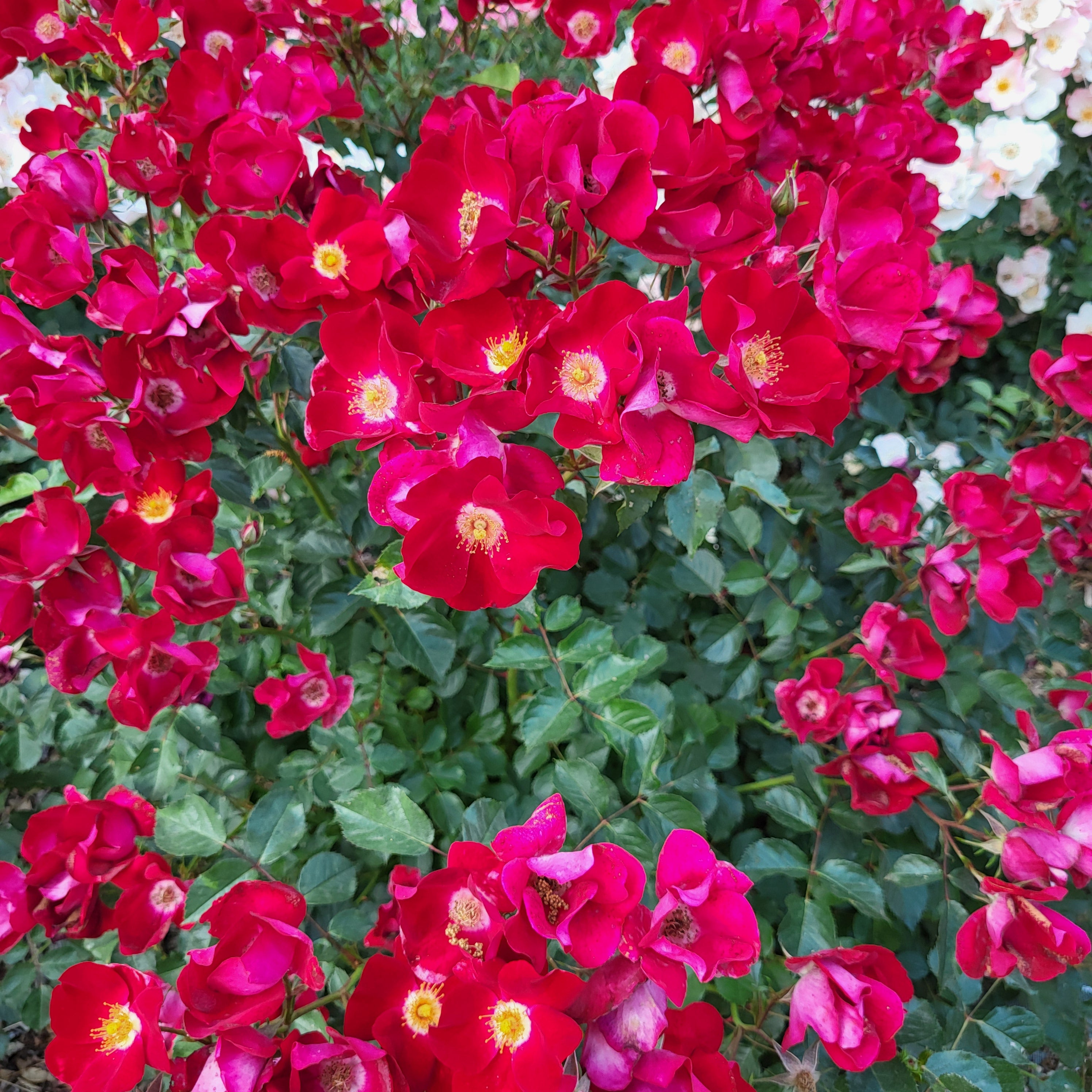 Friendly® Red Potted Rose Bush