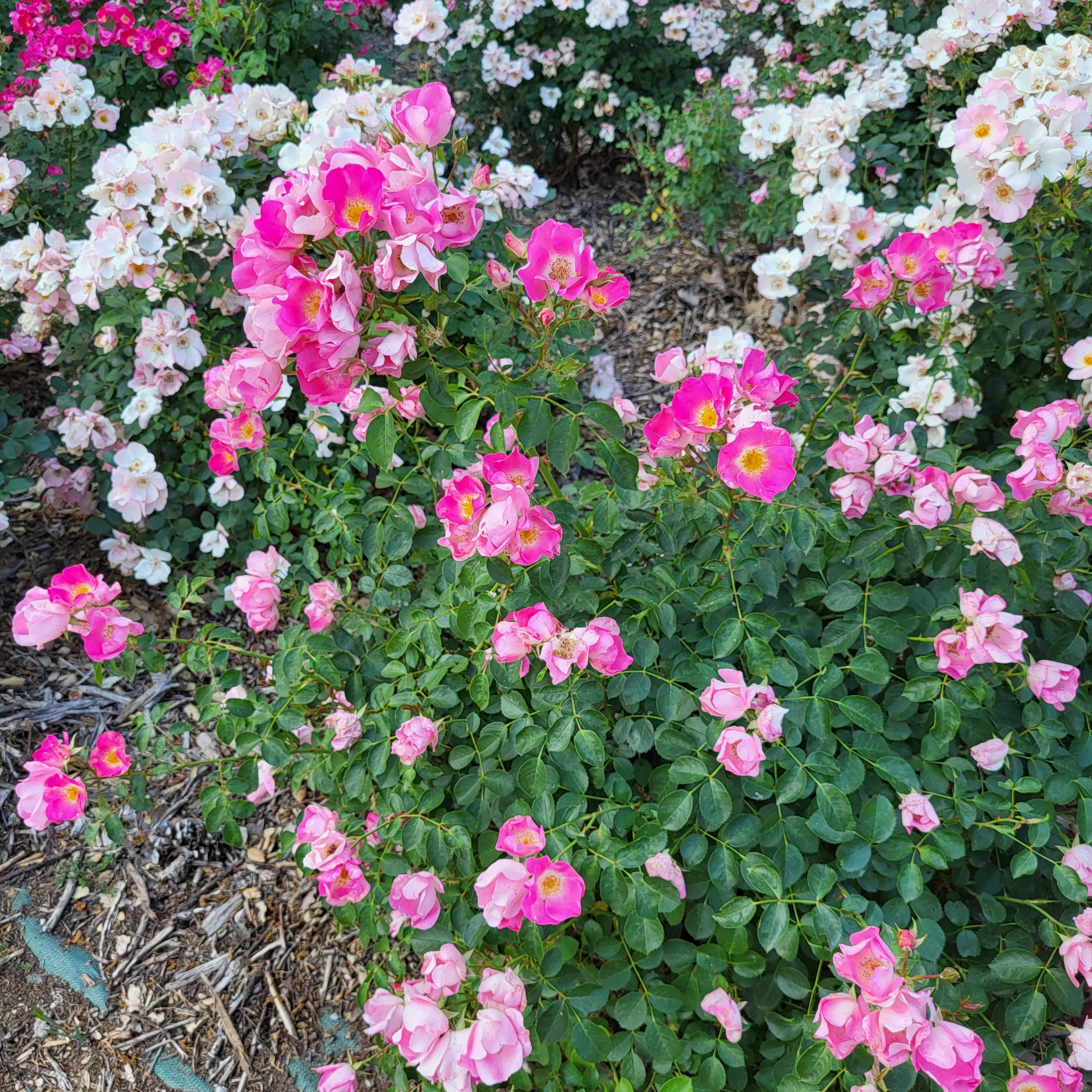 Friendly® Pink Potted Rose Bush