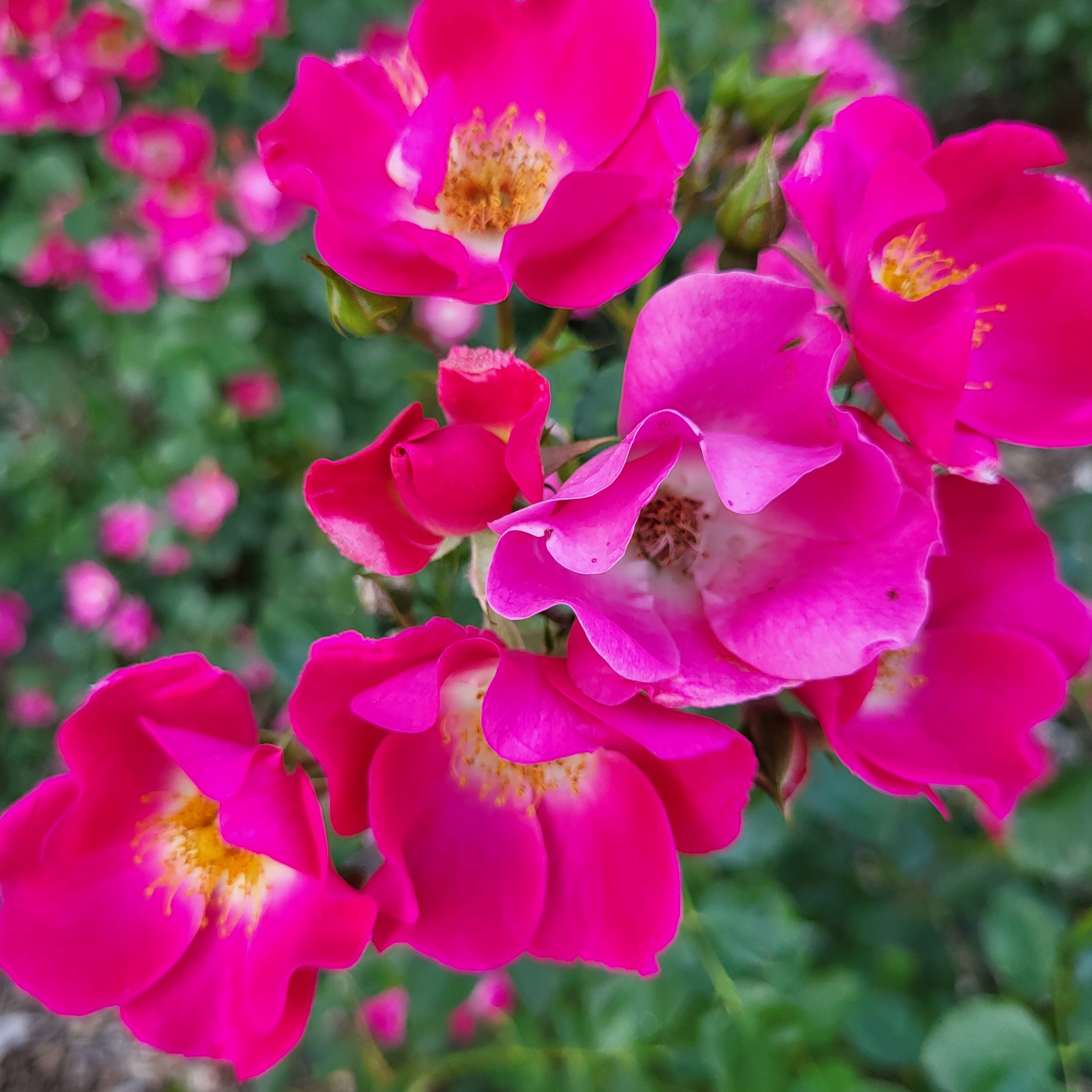 Friendly® Purple Potted Rose Bush