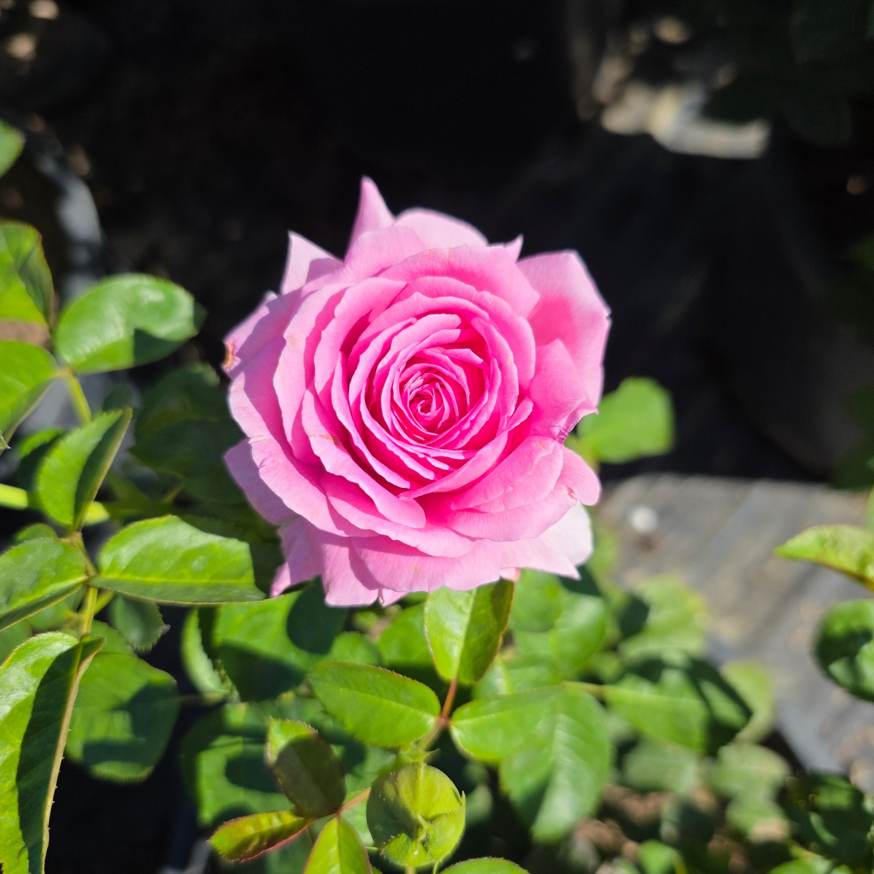 Héloïse-Grace™ Bare Root Rose Bush