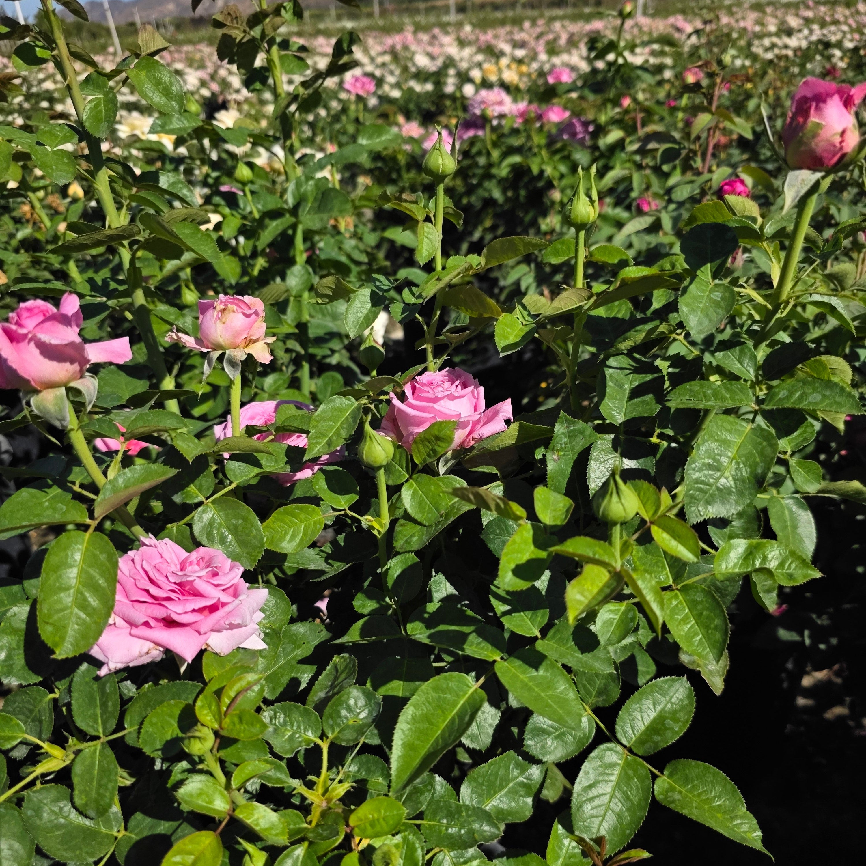 Héloïse-Grace™ Bare Root Rose Bush