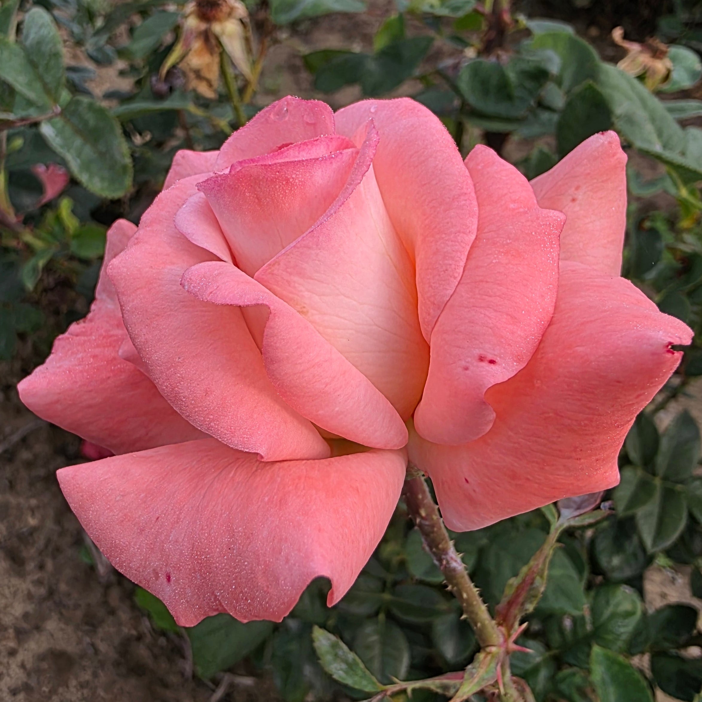 Sheer Elegance Bare Root Rose Bush