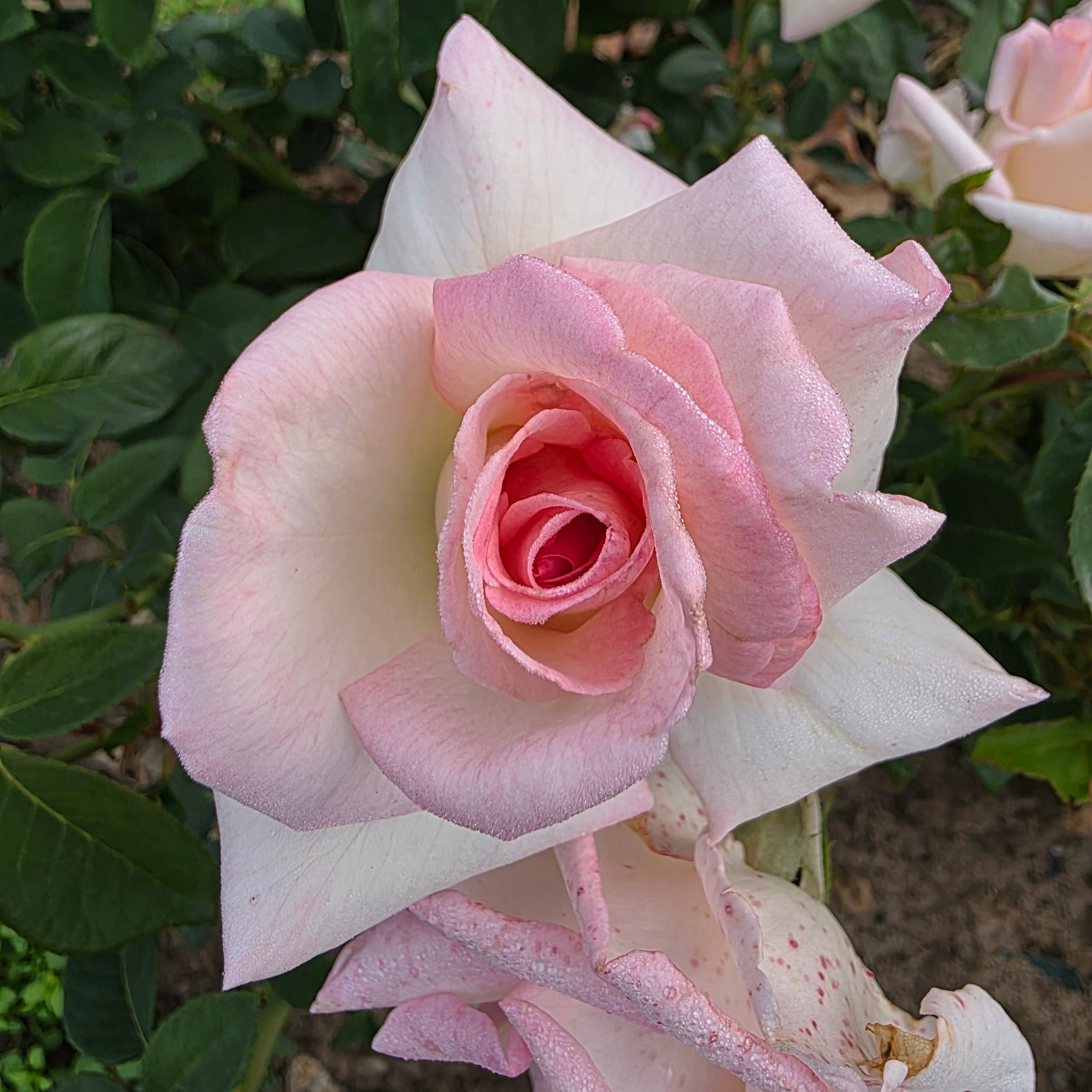 Pink Promise™ Bare Root Rose Bush