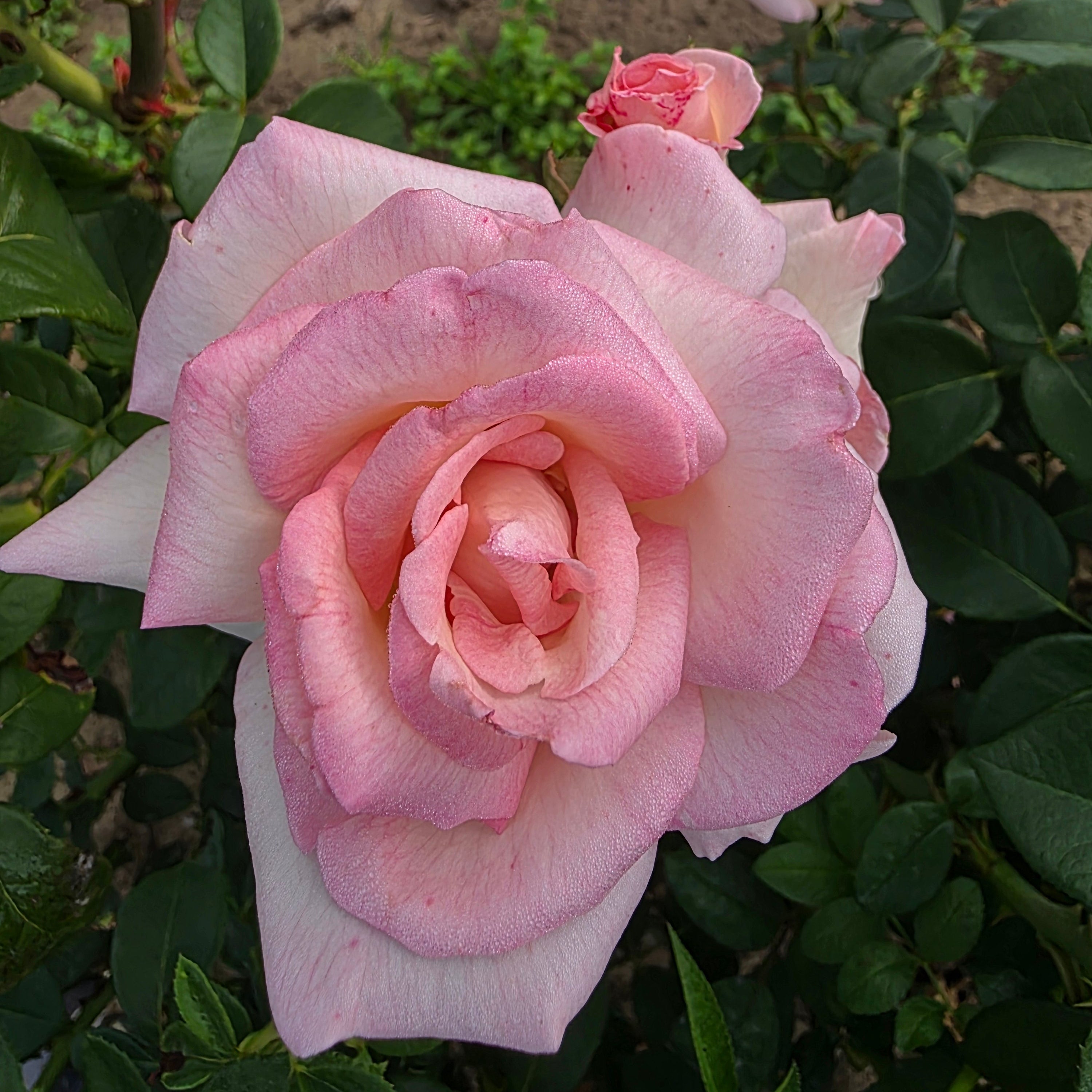 Pink Promise™ Bare Root Rose Bush