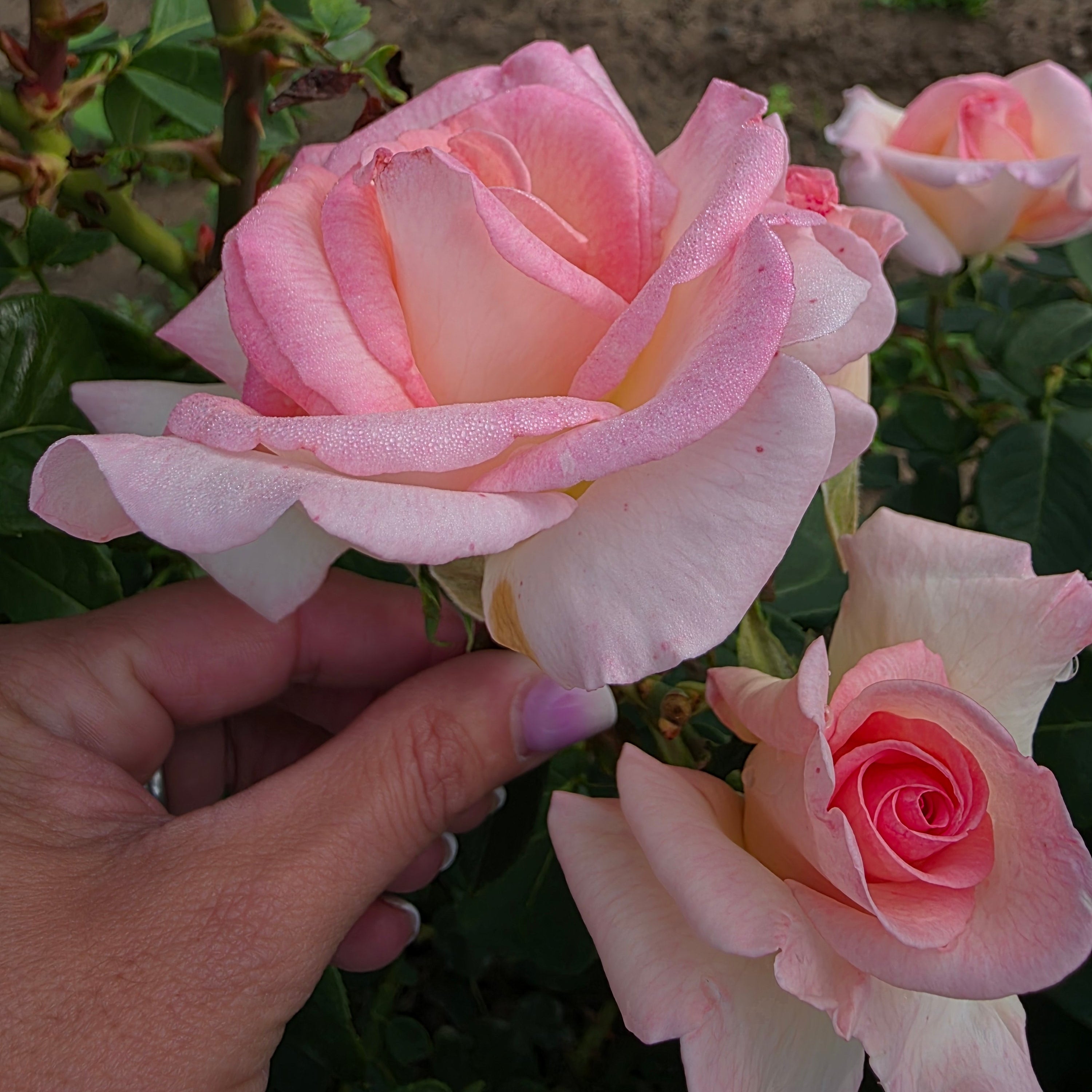Pink Promise™ Bare Root Rose Bush