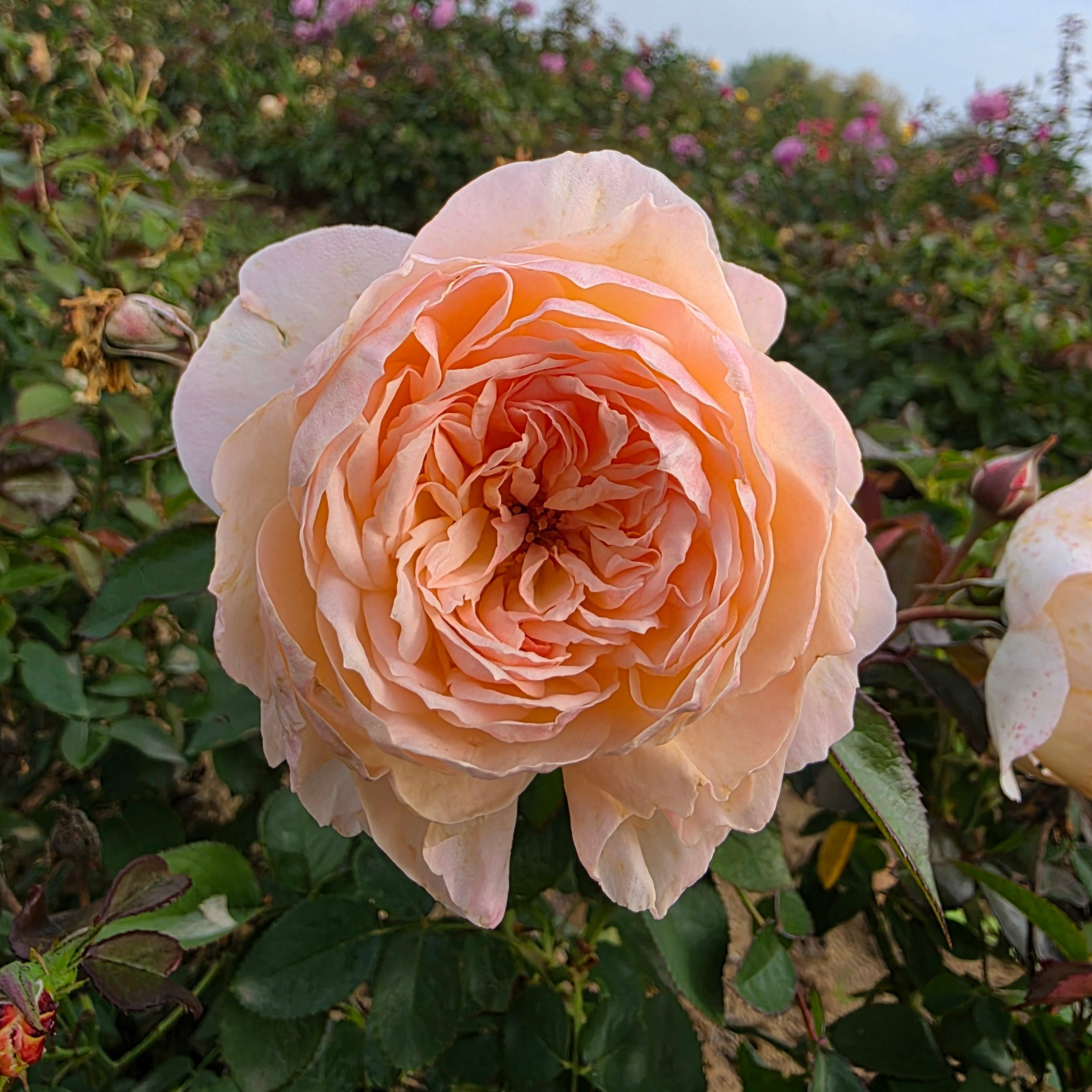 Reflecting Glory™ Bare Root Rose Bush