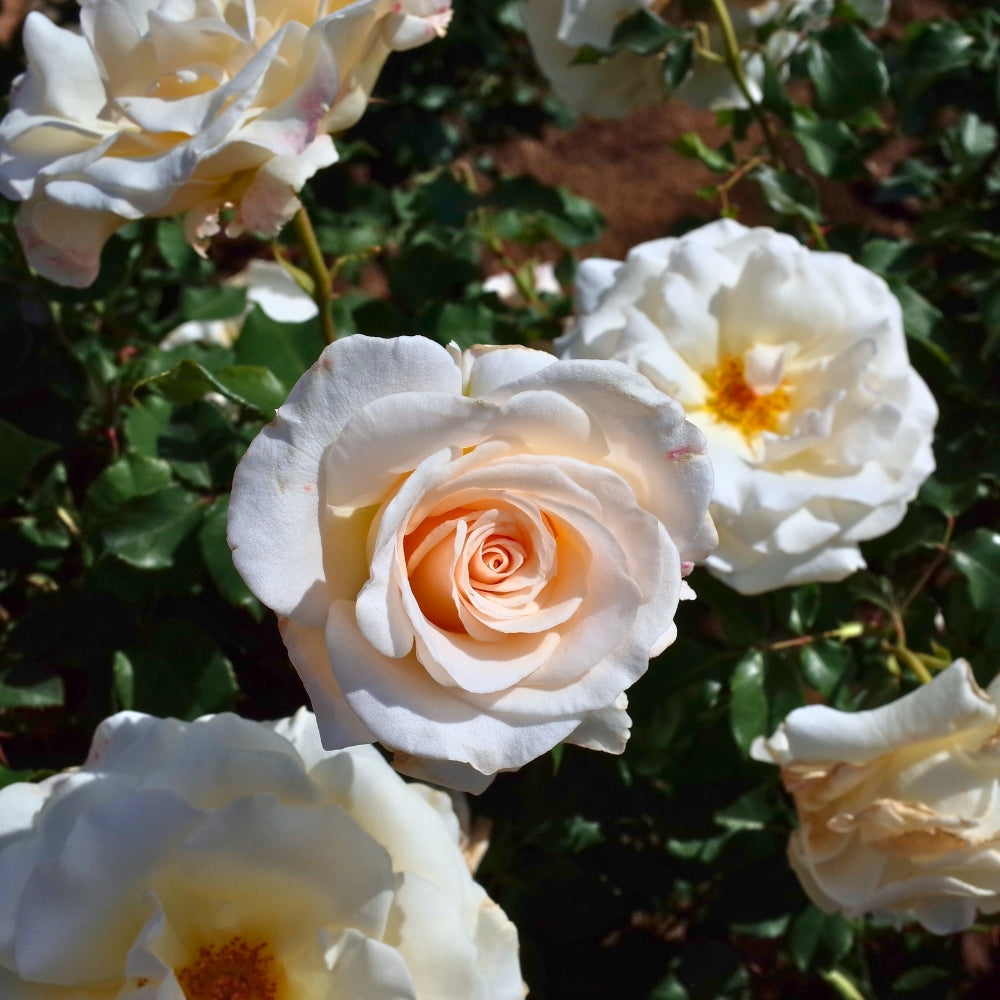 French Lace Bare Root Rose Bush