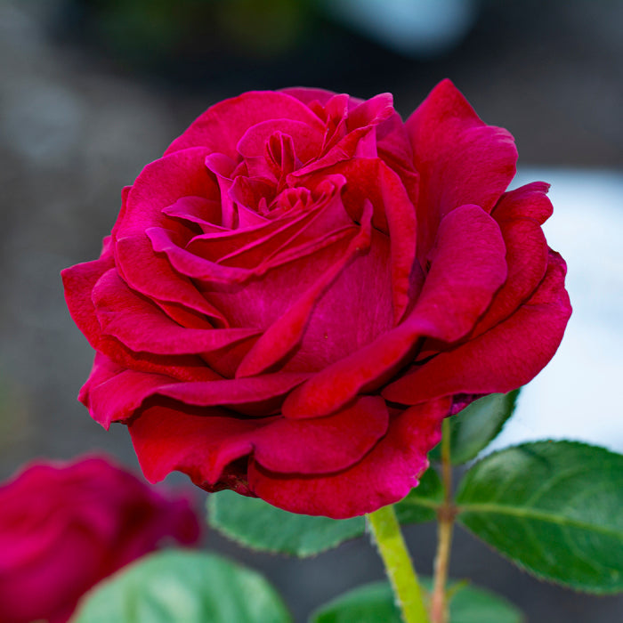 Stiletto™ 36" Tree Rose Bush