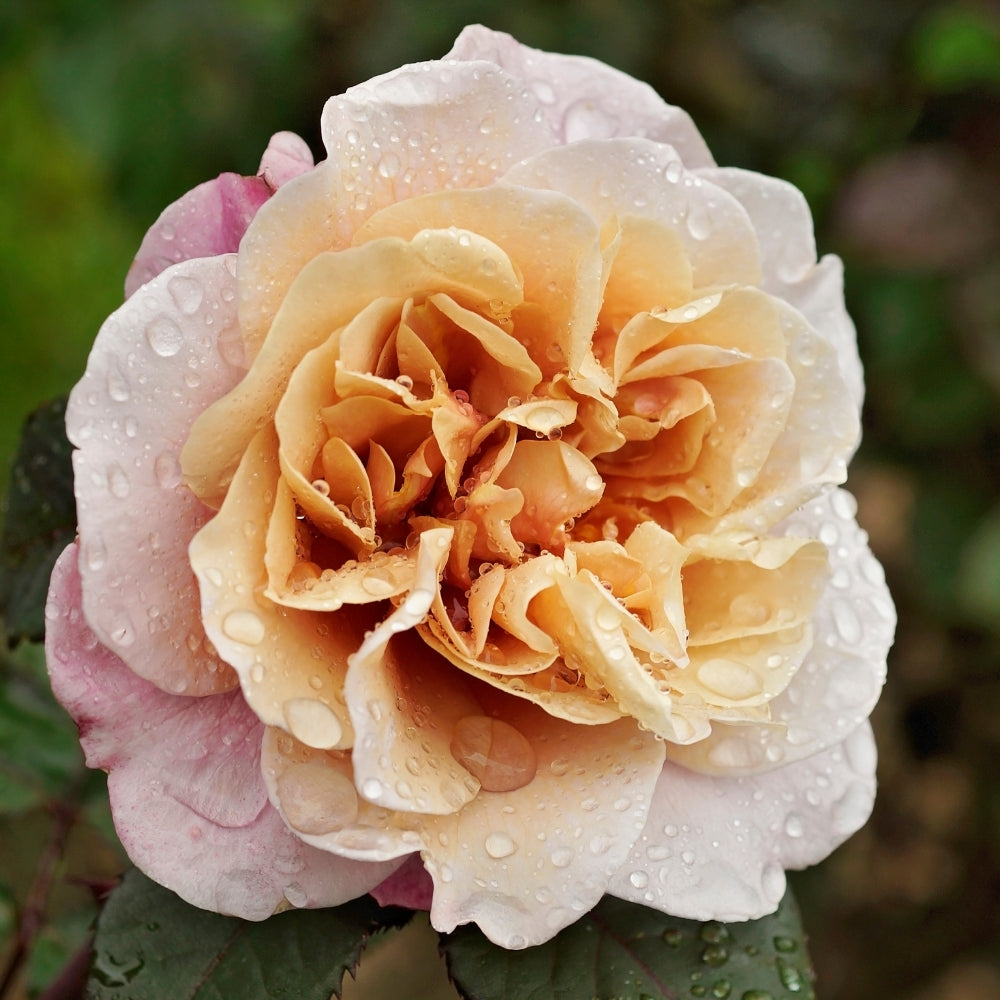 Distant Drums Bare Root Rose Bush