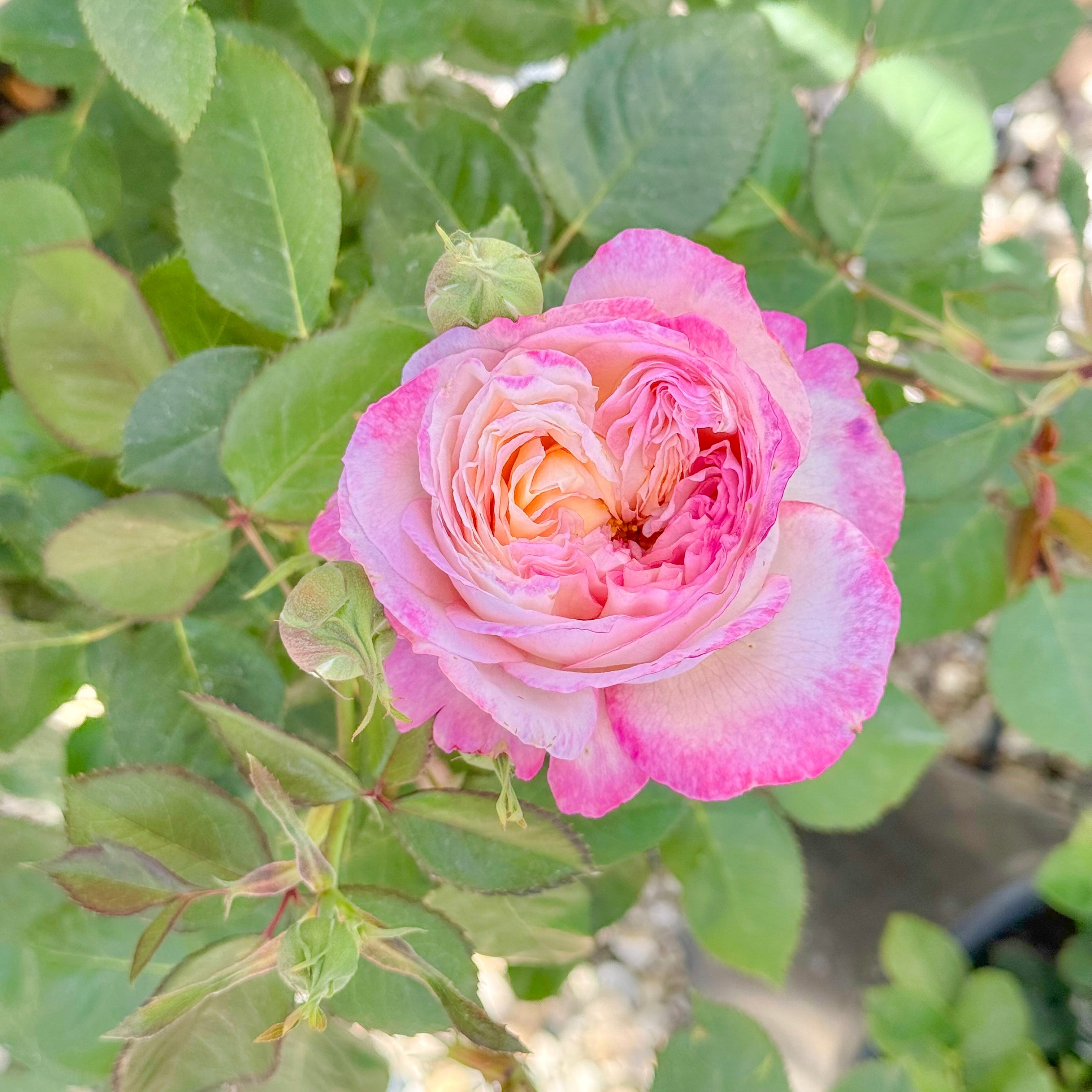 Living the Dream™ Potted Rose Bush