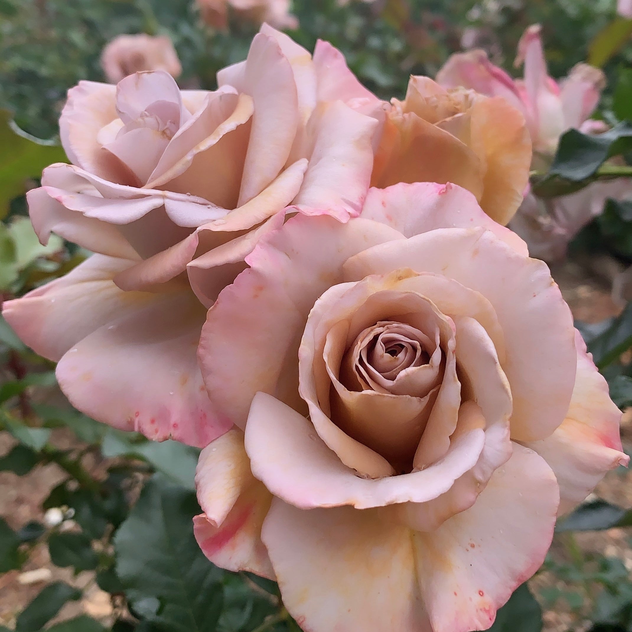 Stephen Rulo Potted Rose Bush