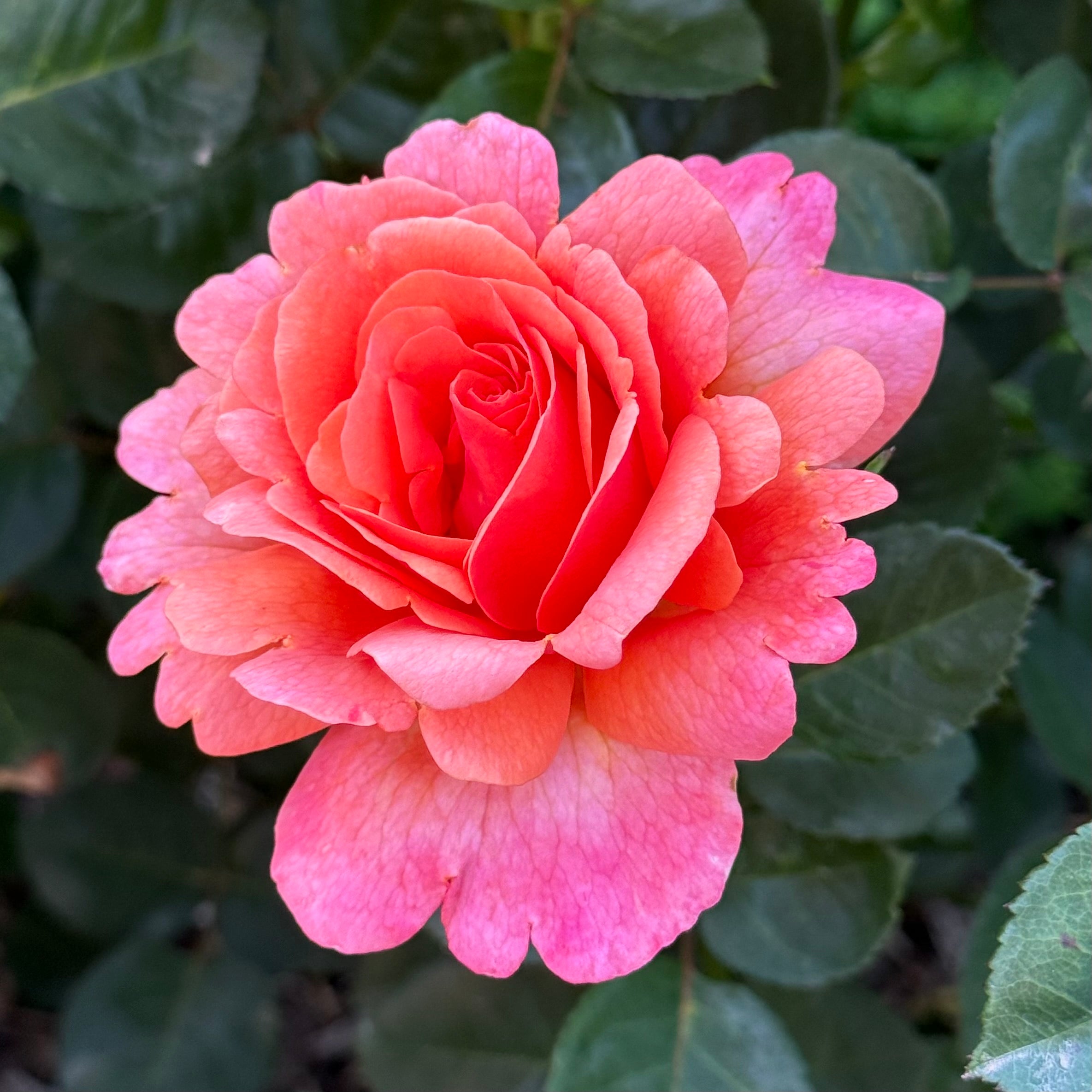Easy Does It® Potted Tree Rose