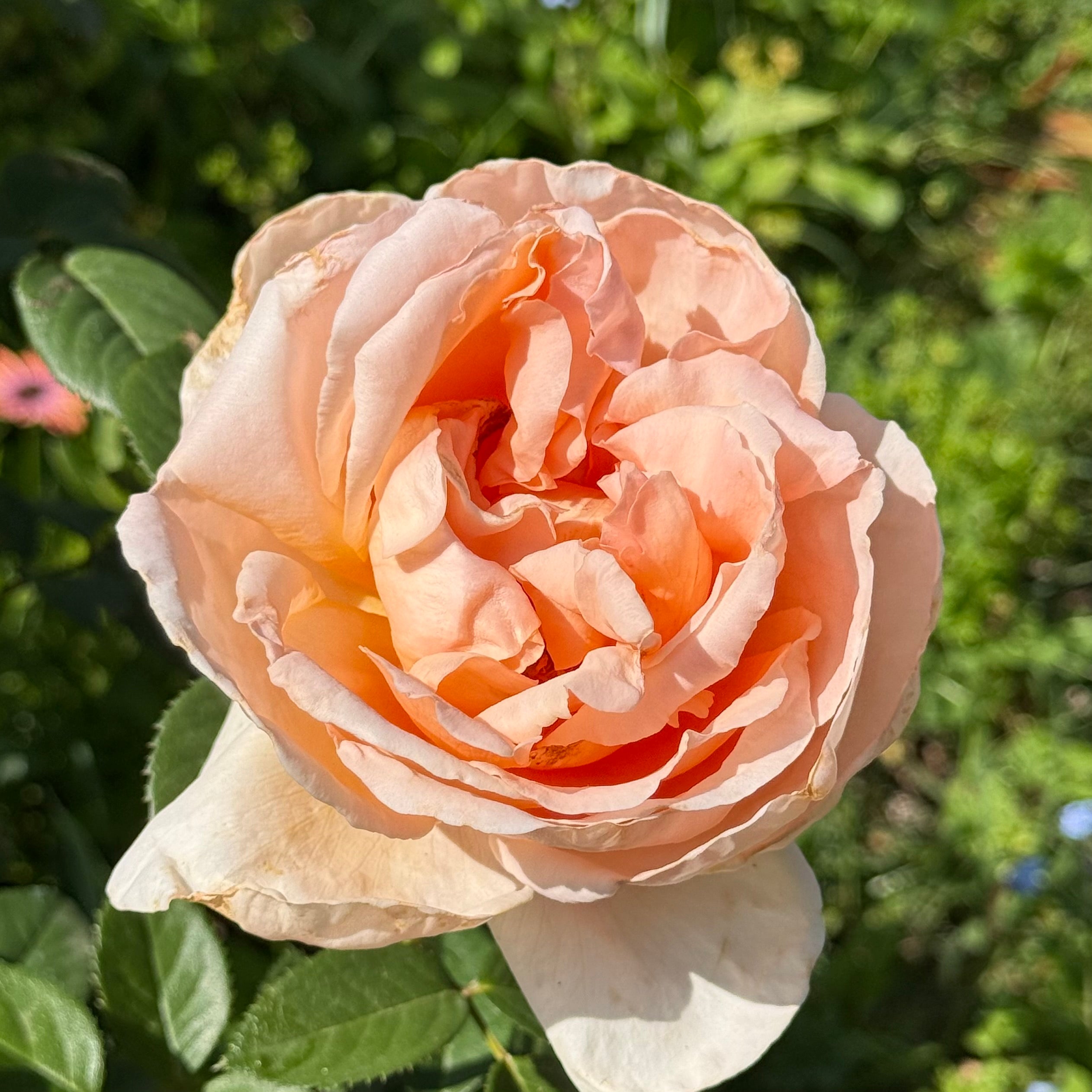 Abbaye de Cluny™ Potted Rose Bush