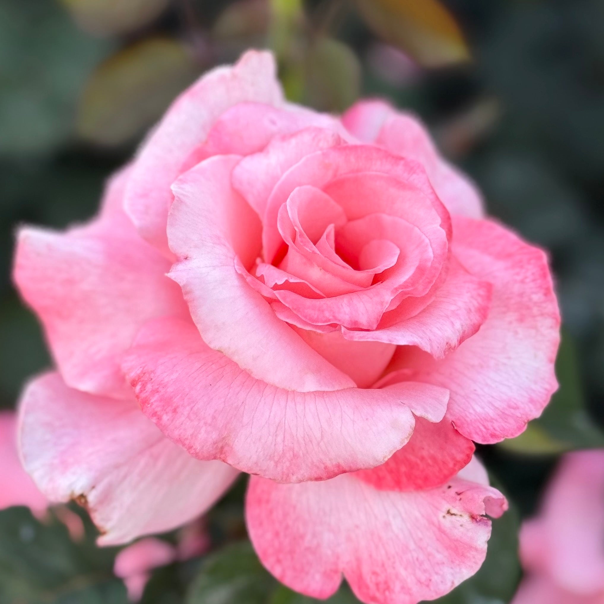 Touch of Class Potted Rose Bush