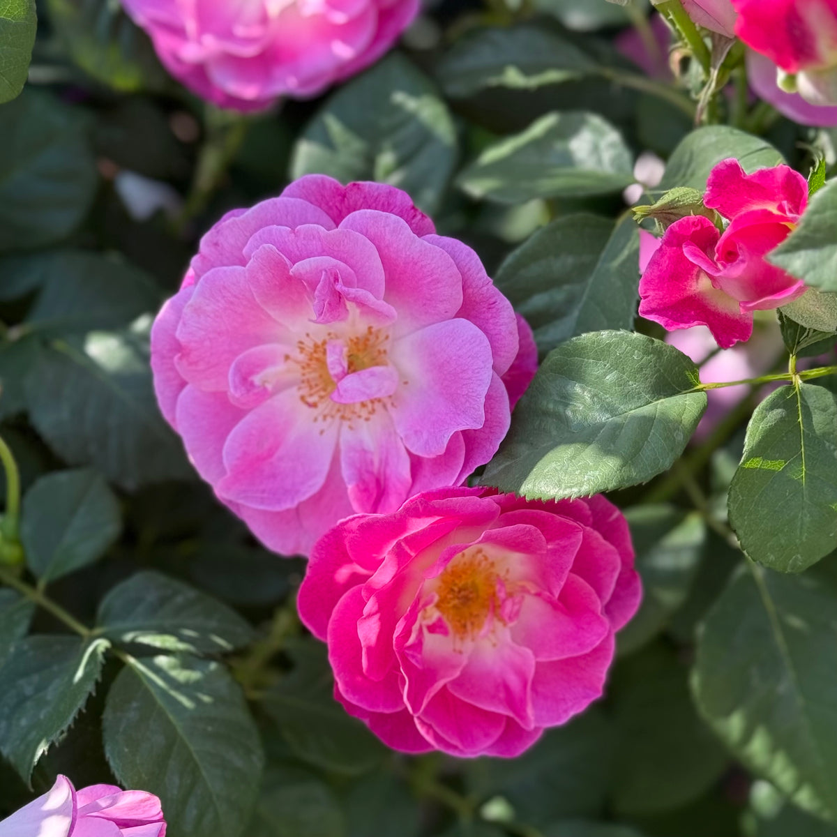 Easy To Please® Bare Root Tree Rose