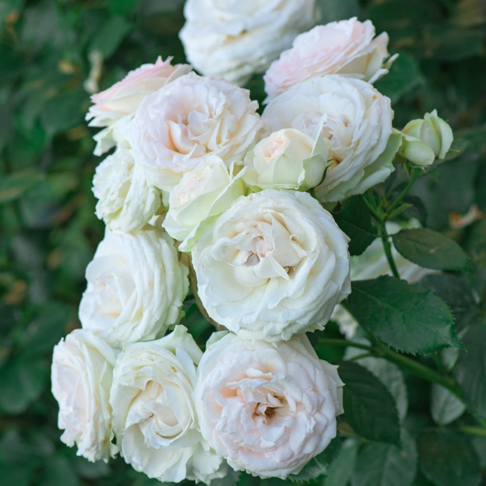 Eden Climber® White Bare Root Climbing Rose