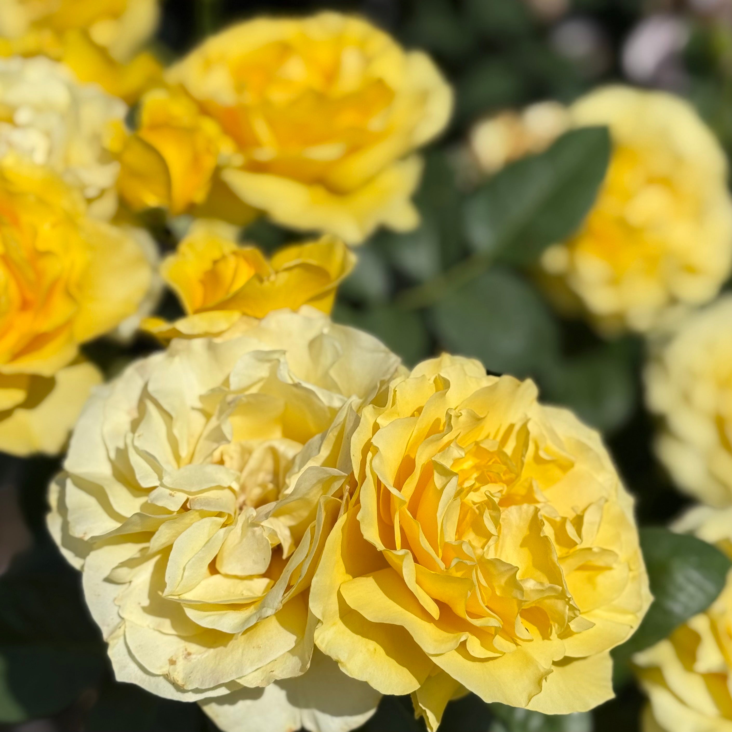 Doris Day Potted Rose Bush