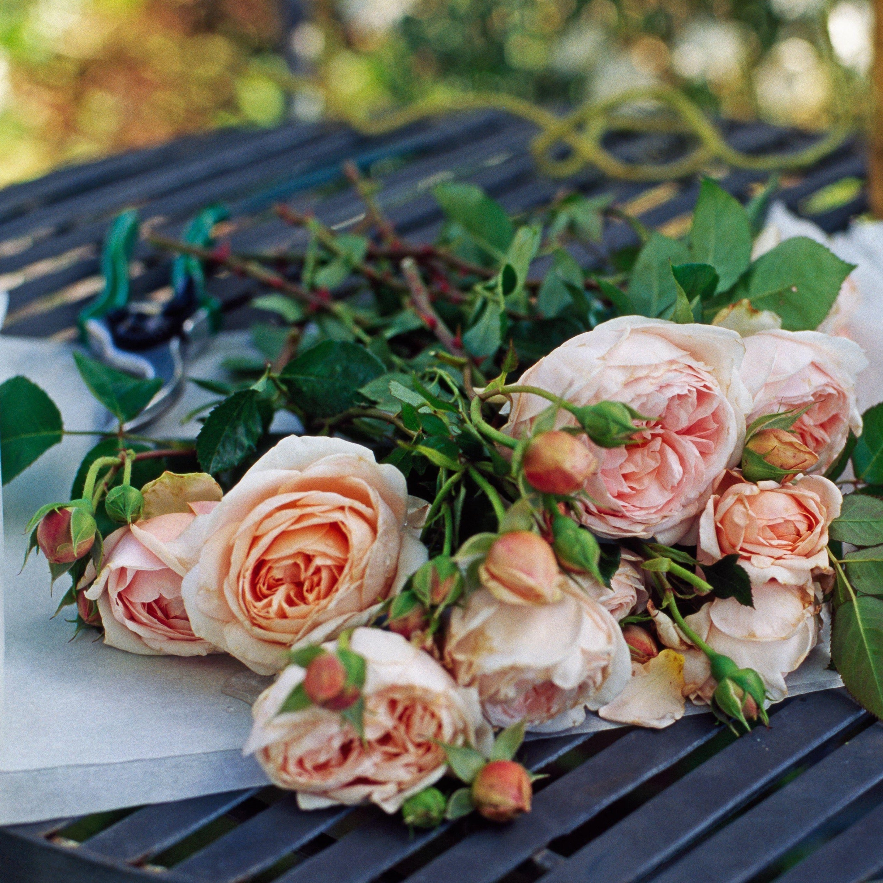 David Austin® Ambridge® Potted Rose Bush