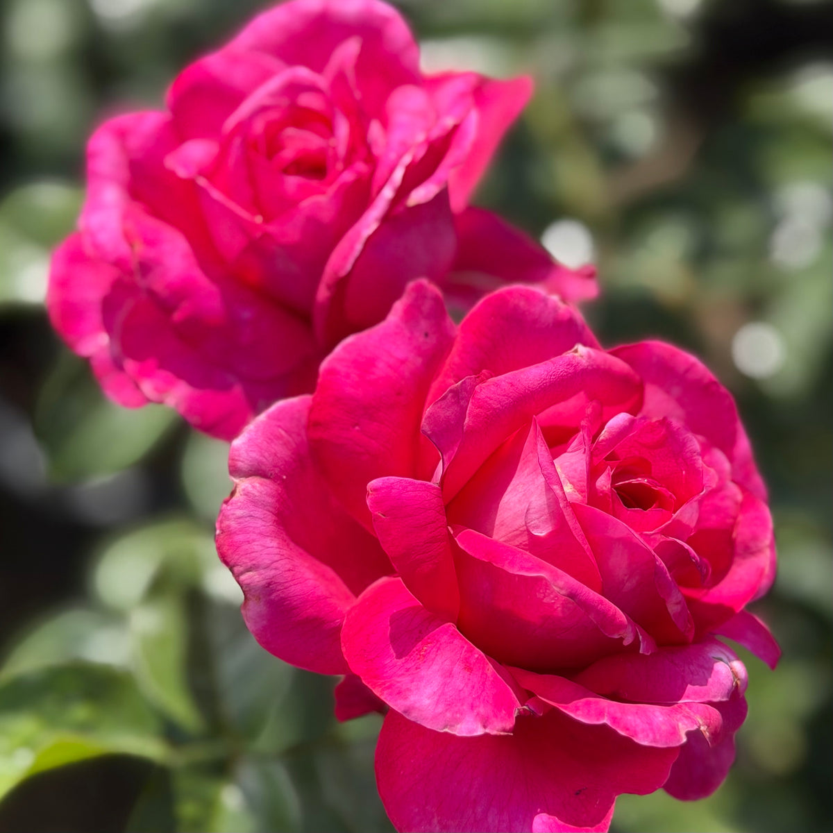 Delphine-Grace™ Bare Root Rose Bush