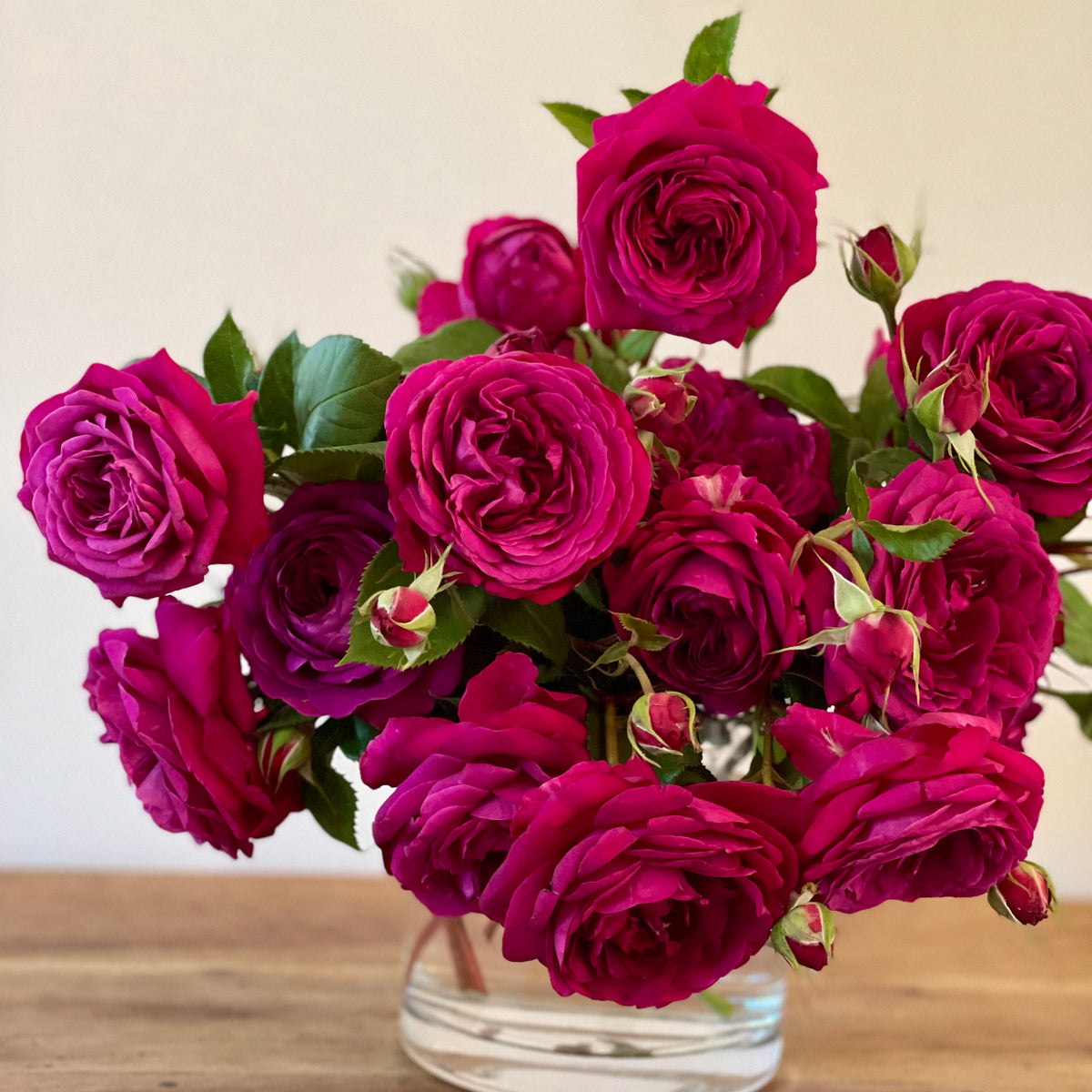 Celestial Night™ Potted Rose Bush