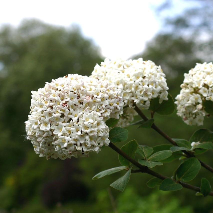 Viburnum Korean Spice Potted Viburnum Bush