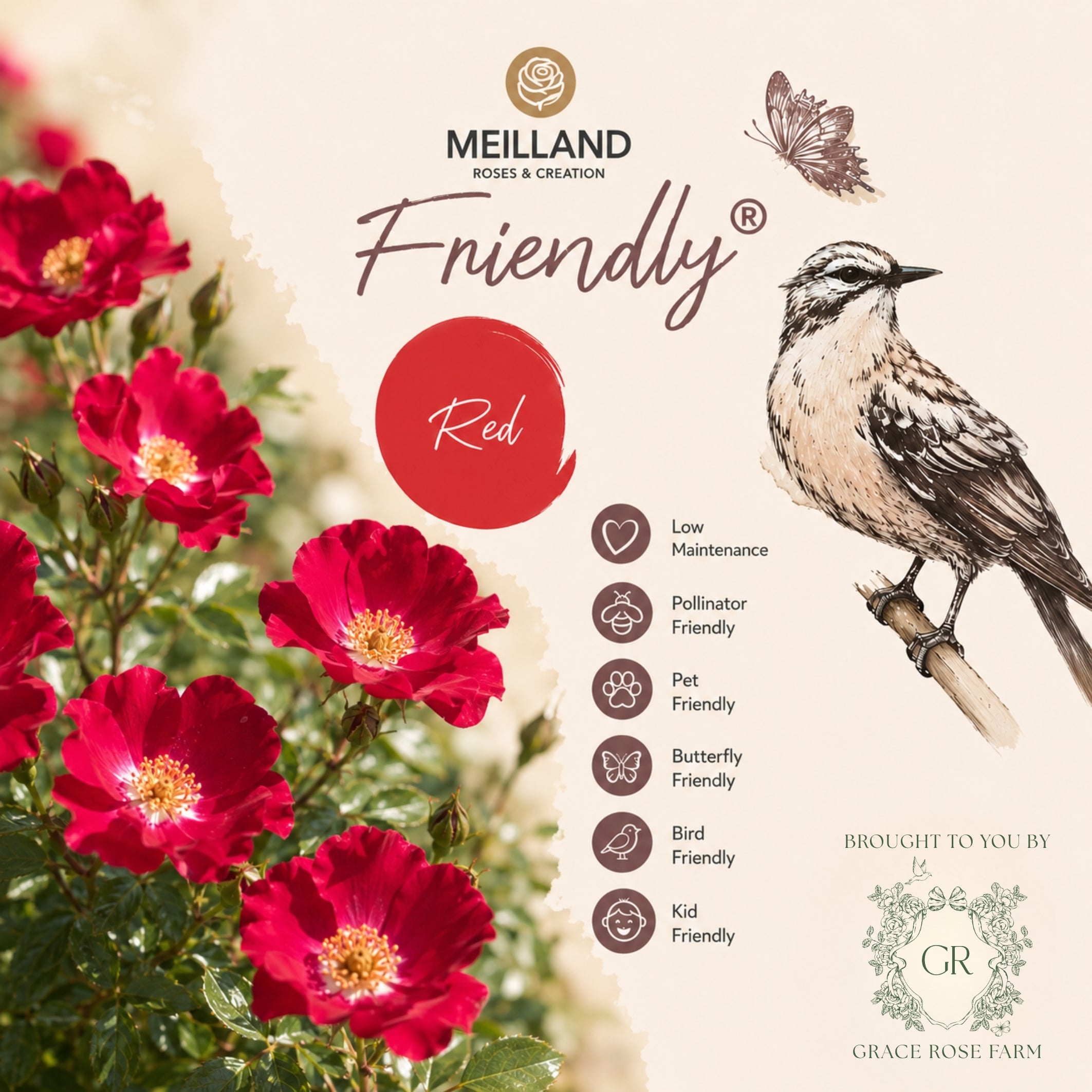 Friendlyยฎ Red Potted Rose Bush