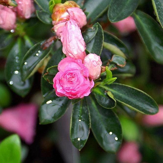 Azalea Rosebud Potted Azalea Plant