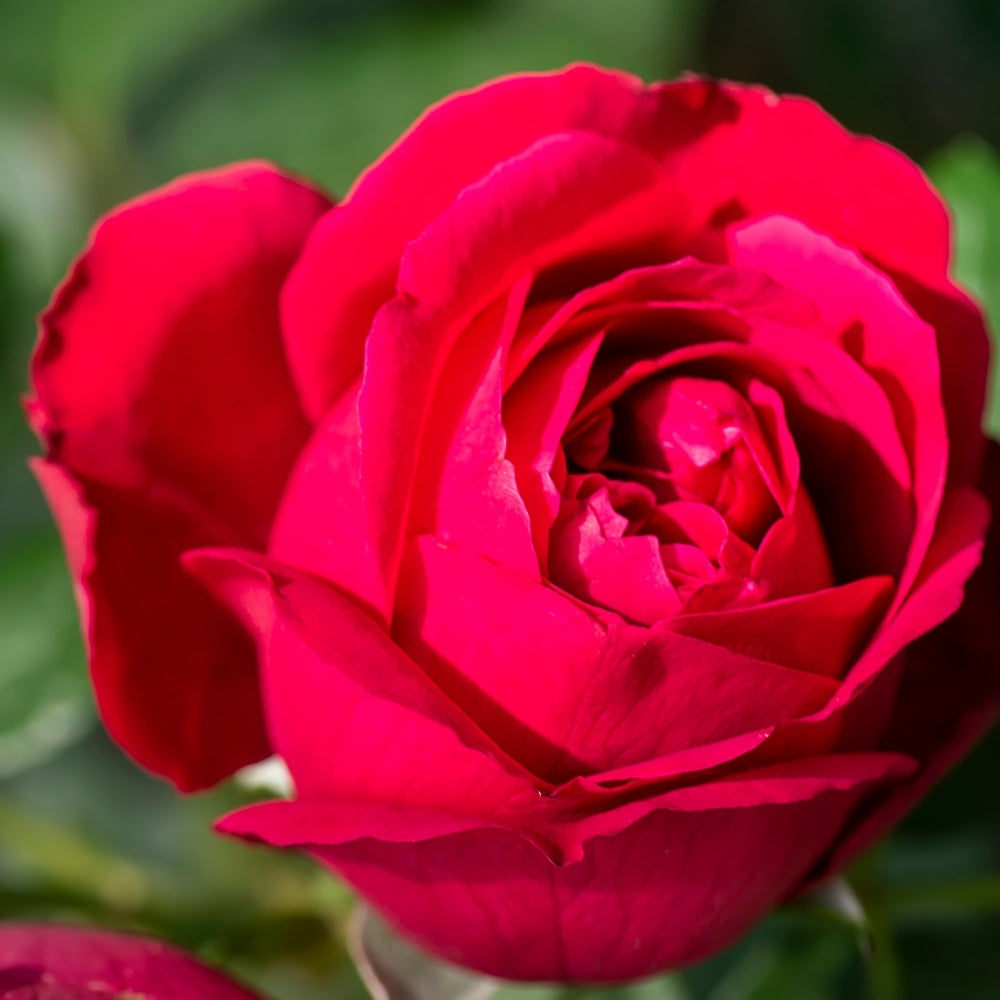 Eden Climber® Red Bare Root Climbing Rose