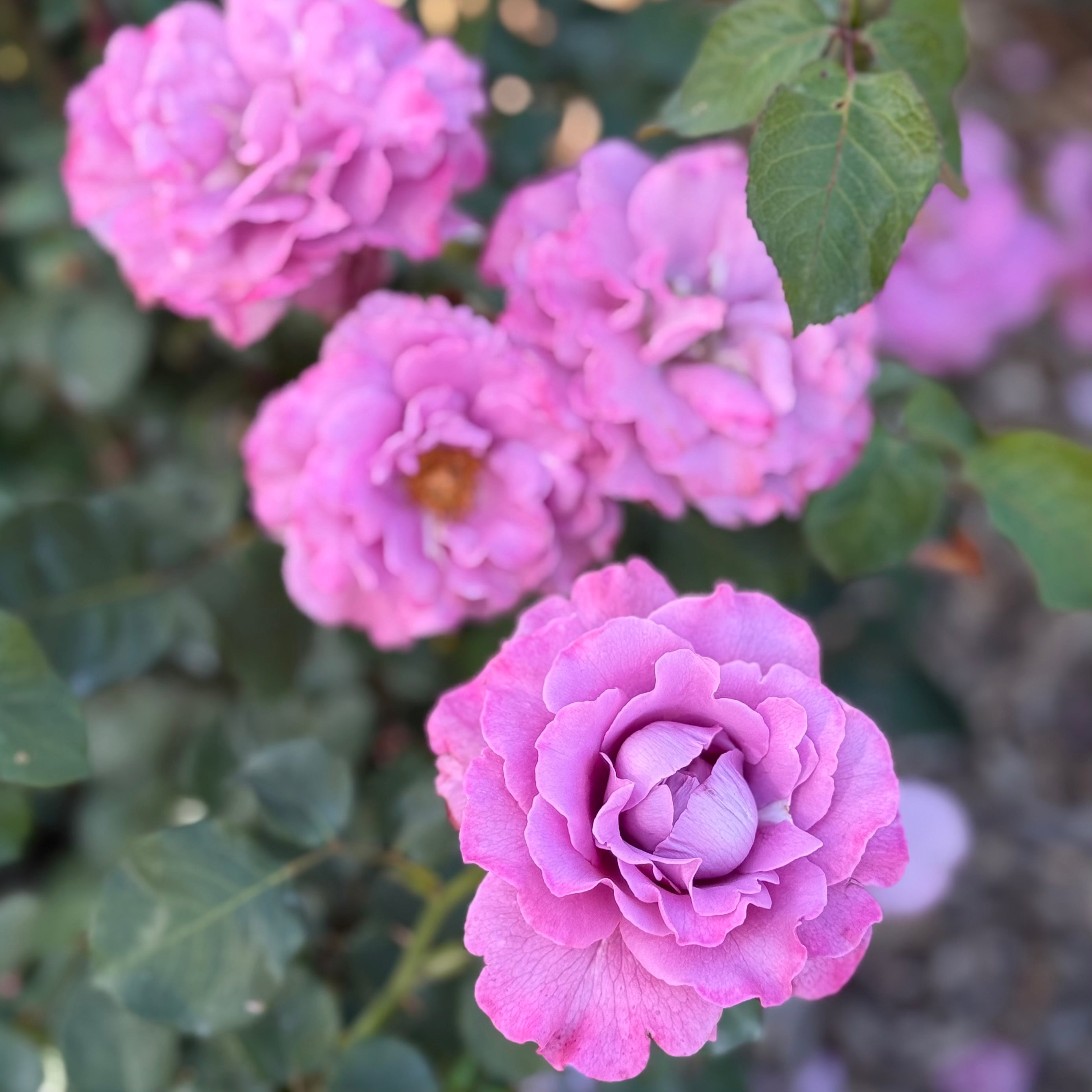 Angel Face Potted Rose Bush