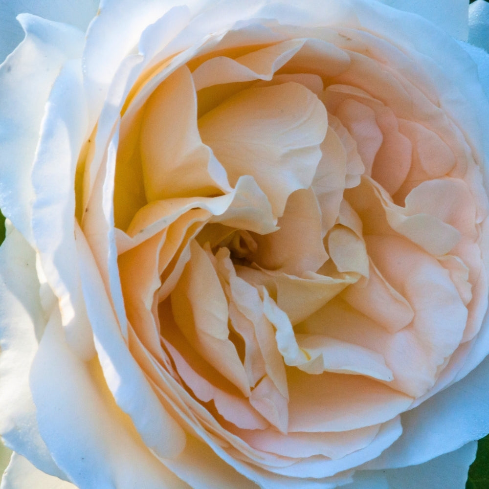 Fairytale Roses® Kosmos® Bare Root Rose Bush