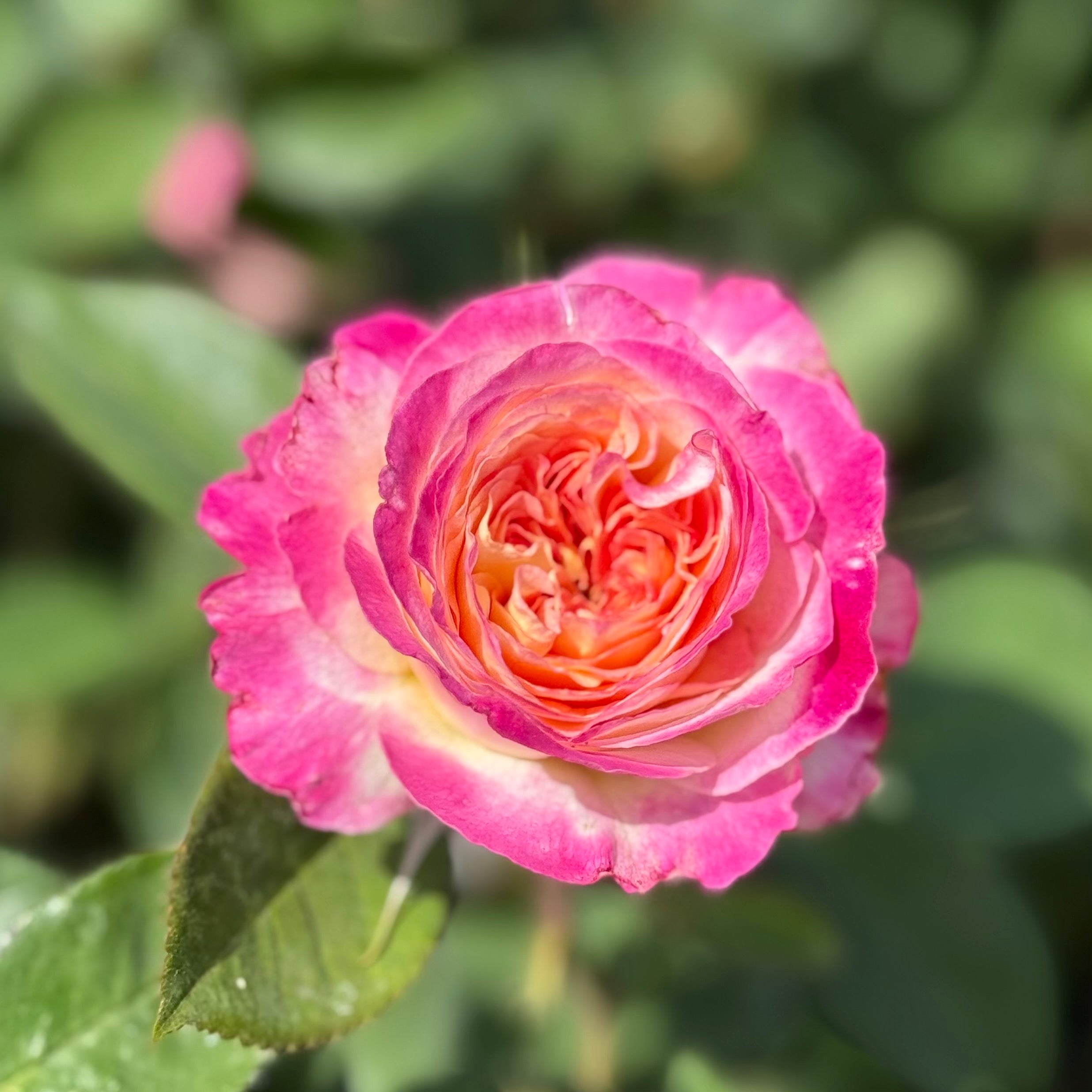 Living the Dream™ Potted Rose Bush