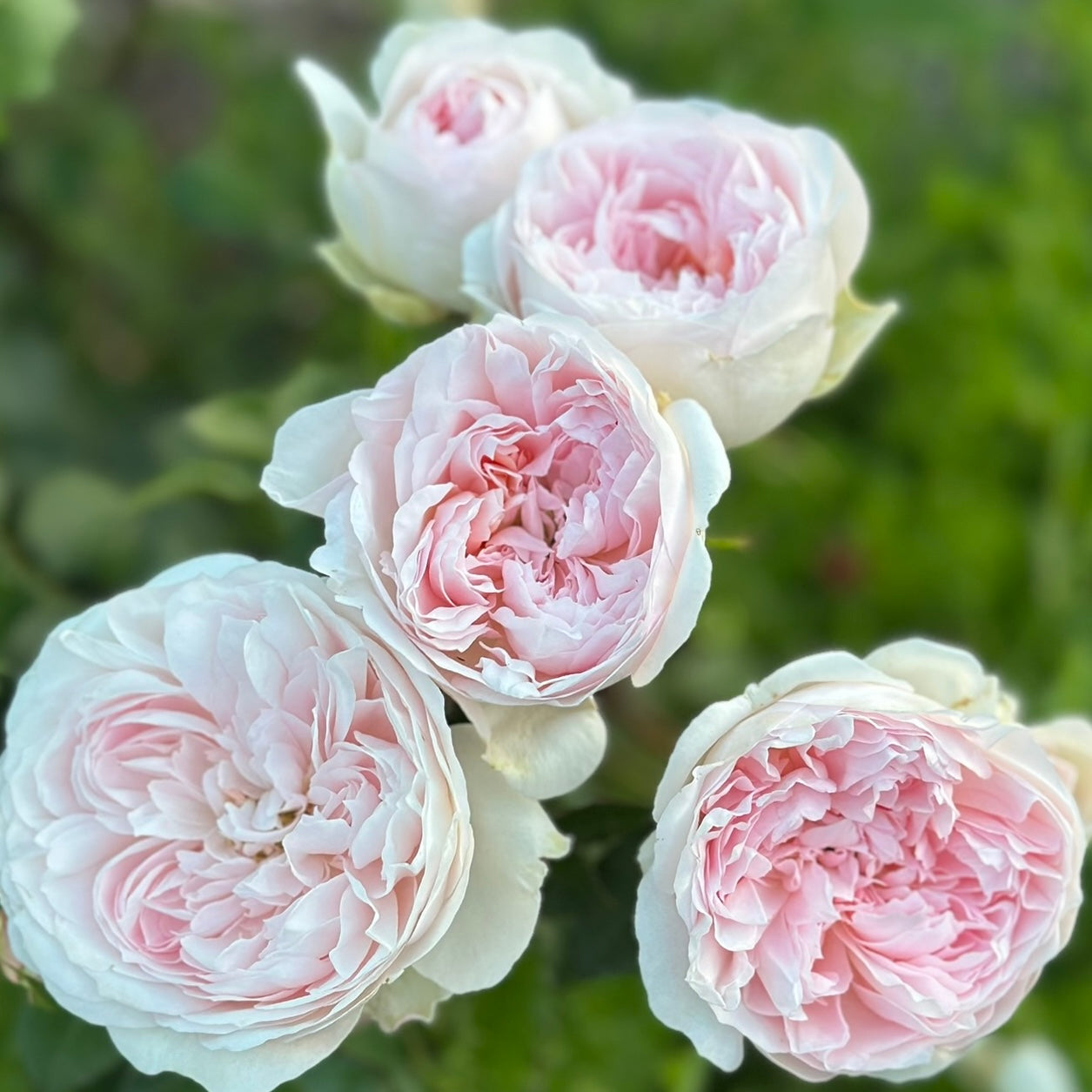 Wabara® Senlitsu® Potted Rose Bush