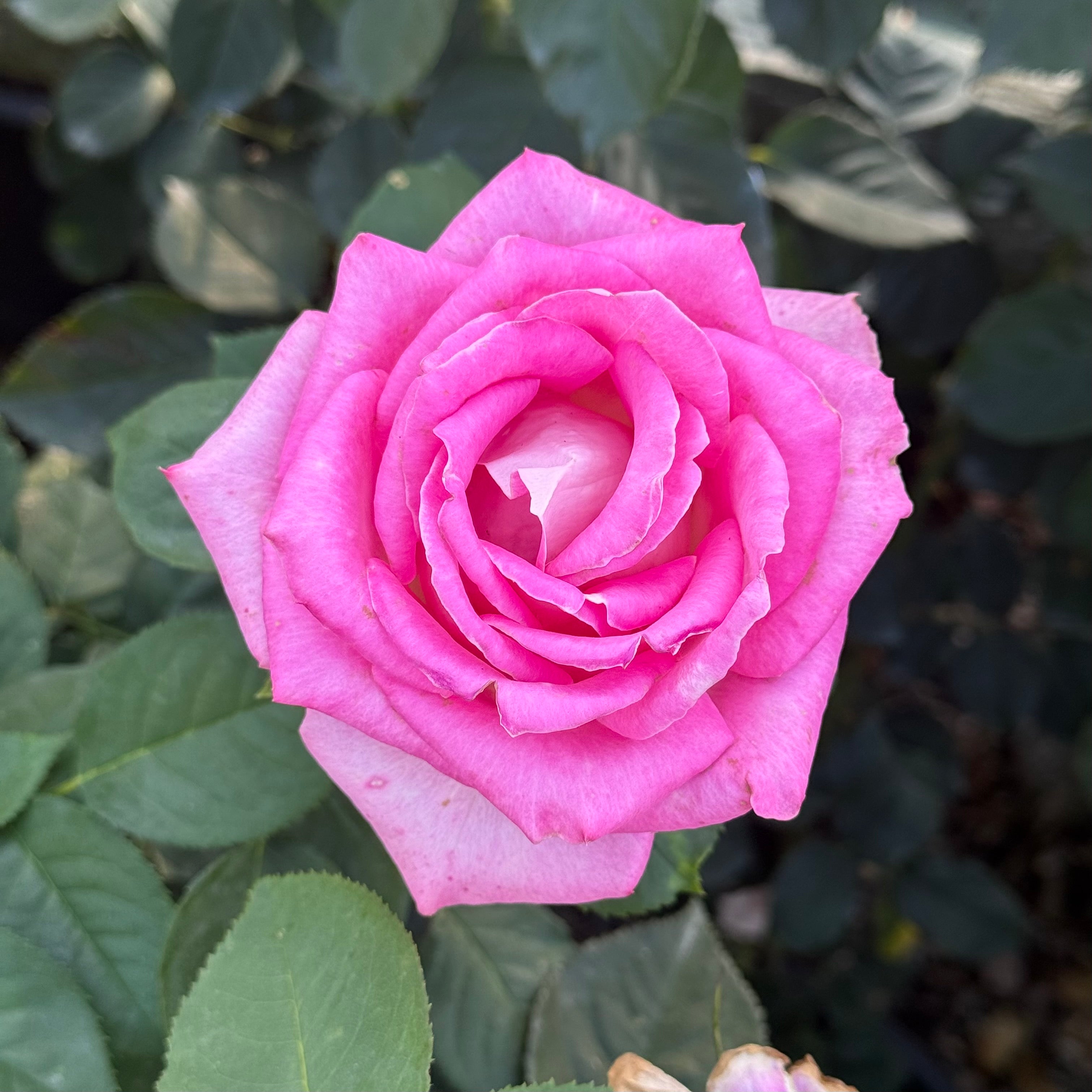 Painted Porcelain™ Potted Rose Bush