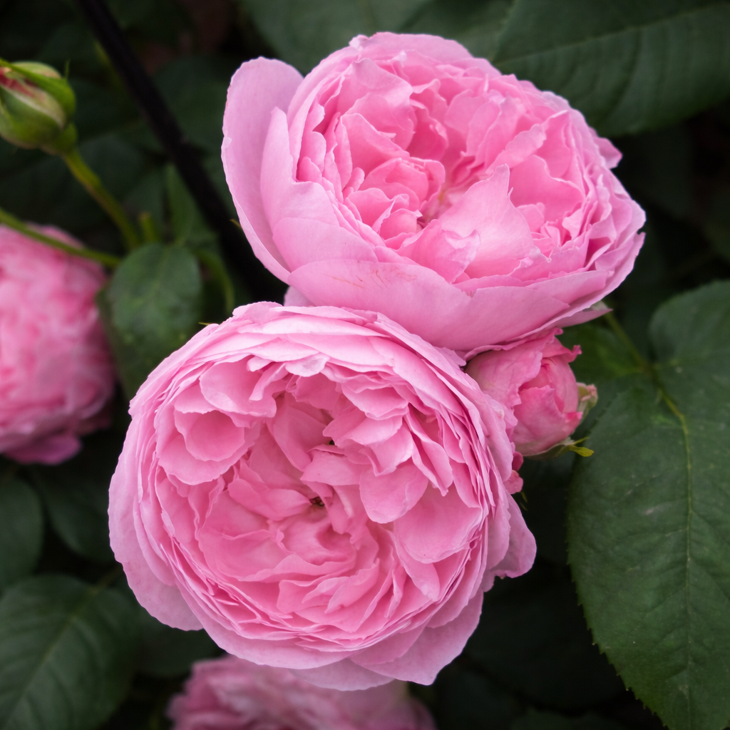 David Austin® Mary Rose® Potted Rose Bush