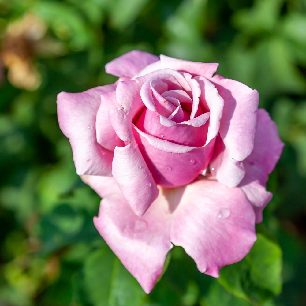 Memorial Day® Bare Root Rose Bush